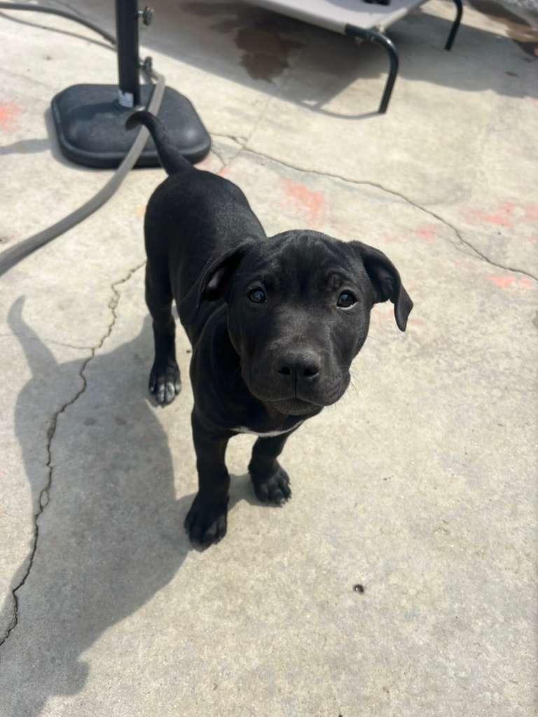 Pumpkin, adoptable, Young Male Pit Bull Terrier.