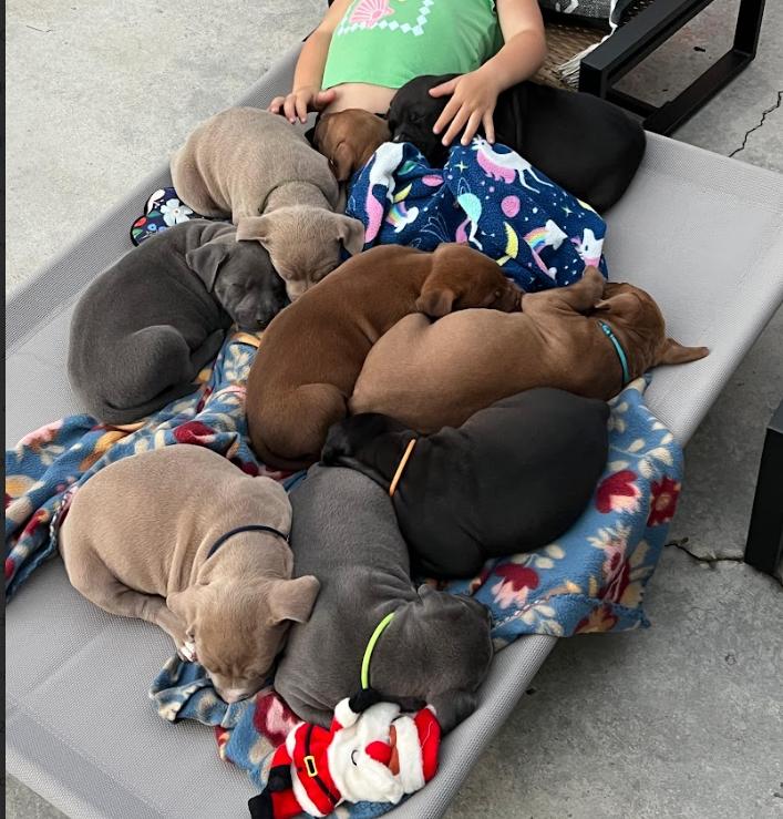 Enlarge Harpers Puppies, an adoptable Pit Bull Terrier in San Diego, CA image 2/5