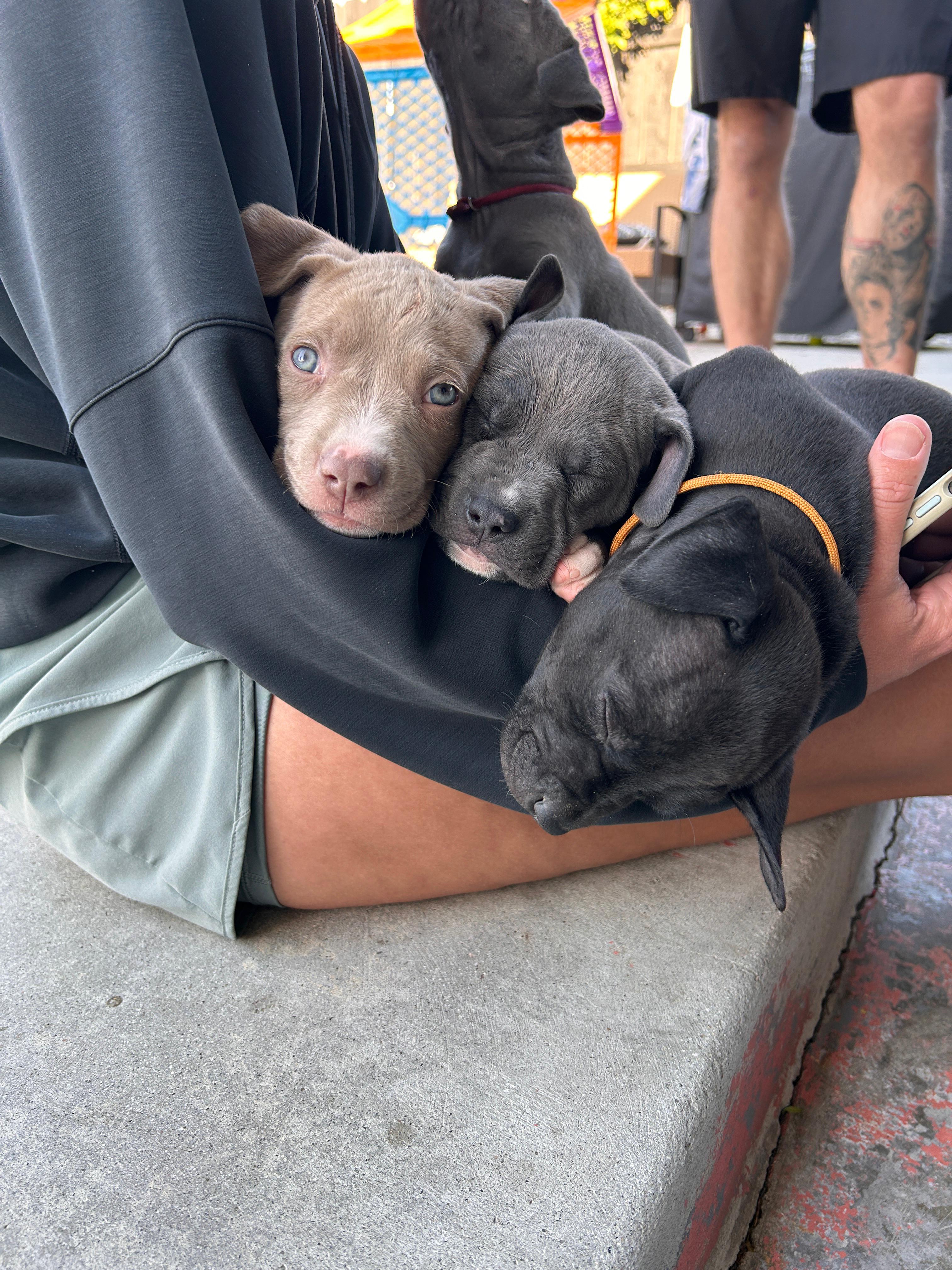 Enlarge Harpers Puppies, an adoptable Pit Bull Terrier in San Diego, CA image 4/5