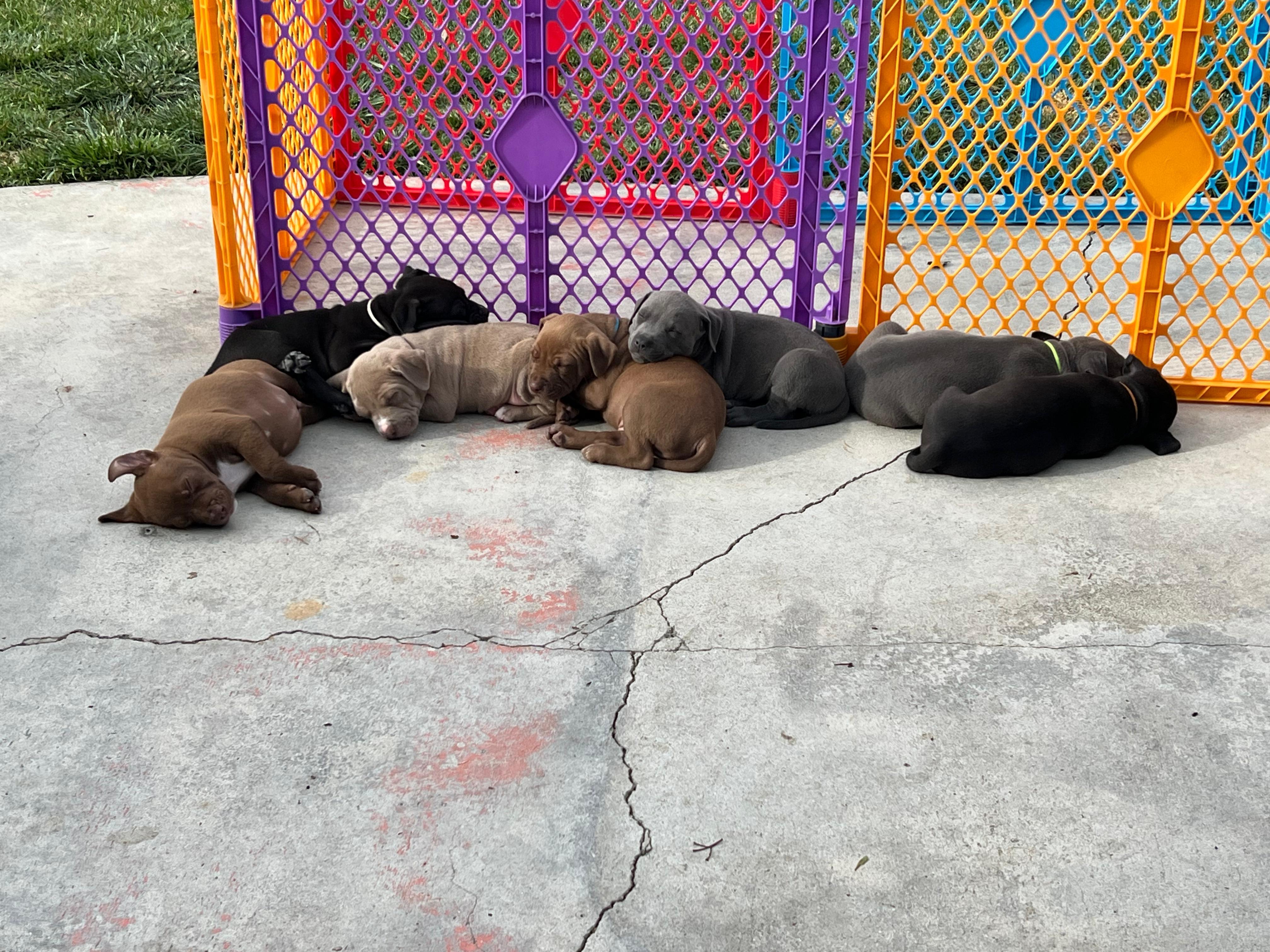 Enlarge Harpers Puppies, an adoptable Pit Bull Terrier in San Diego, CA image 3/5