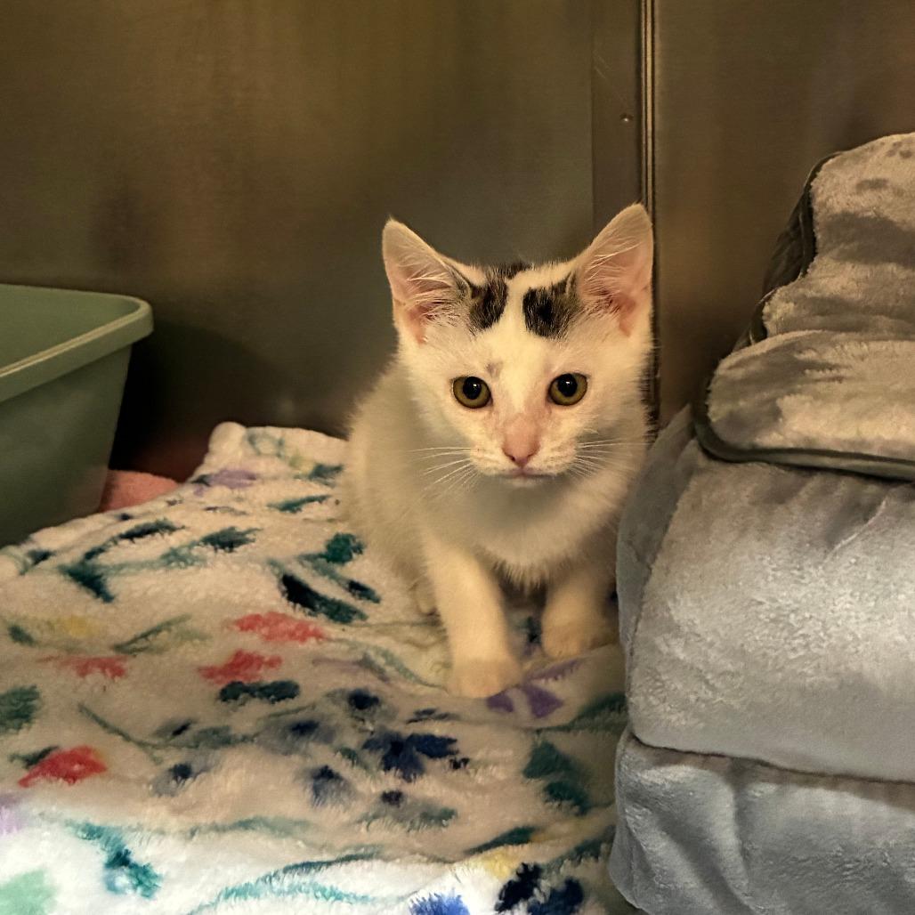 Enlarge Holiday Inn, a Adoptable American Shorthair in Danville, KY image 1/2