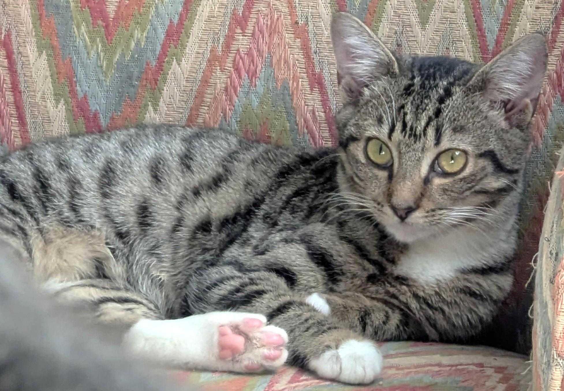 Enlarge Bubbles, a ADOPTABLE Tabby in Jamaica Plain, MA image 2/2