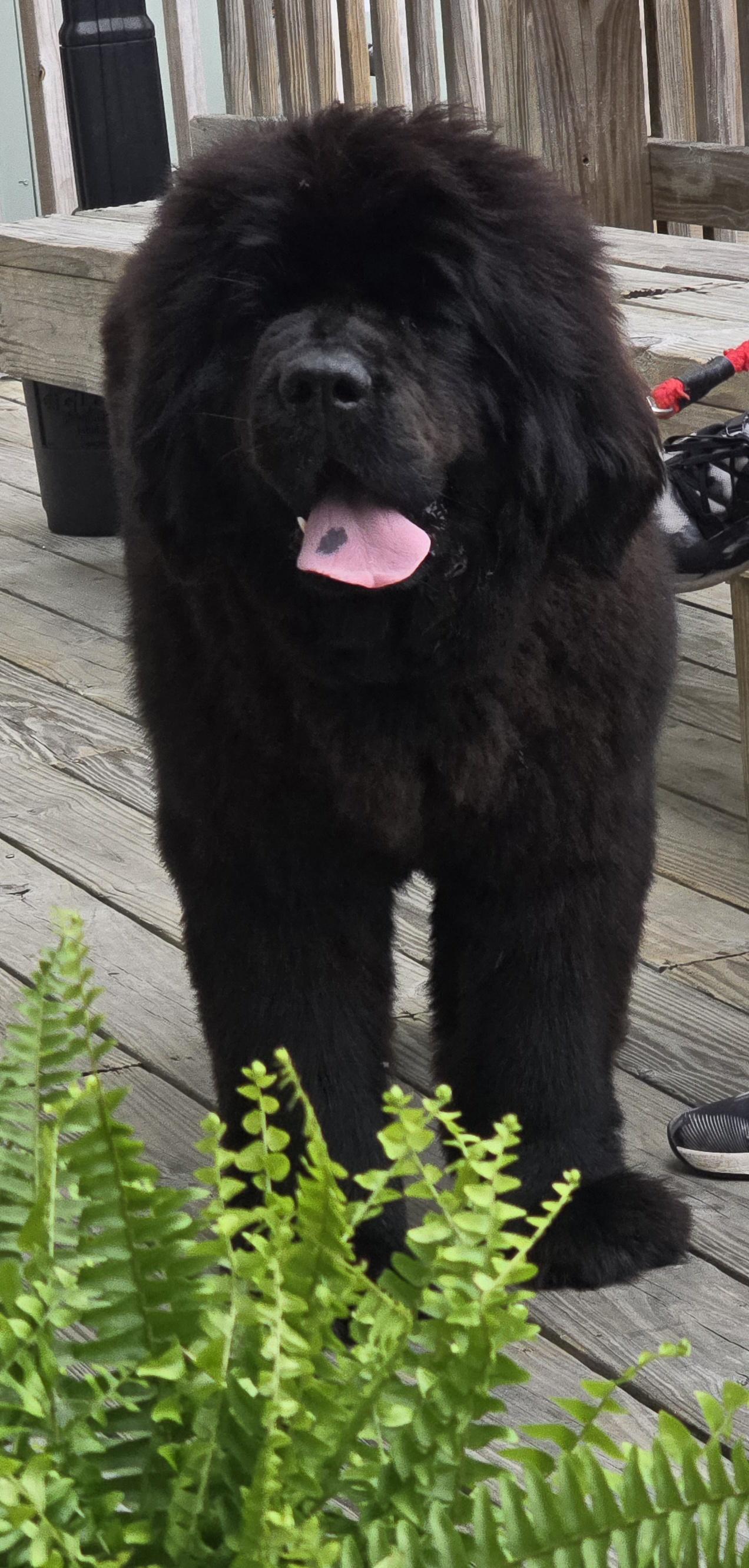 Enlarge Maggie (Available in Florida) , a Adoptable Mixed Breed in BONIFAY, FL image 4/6