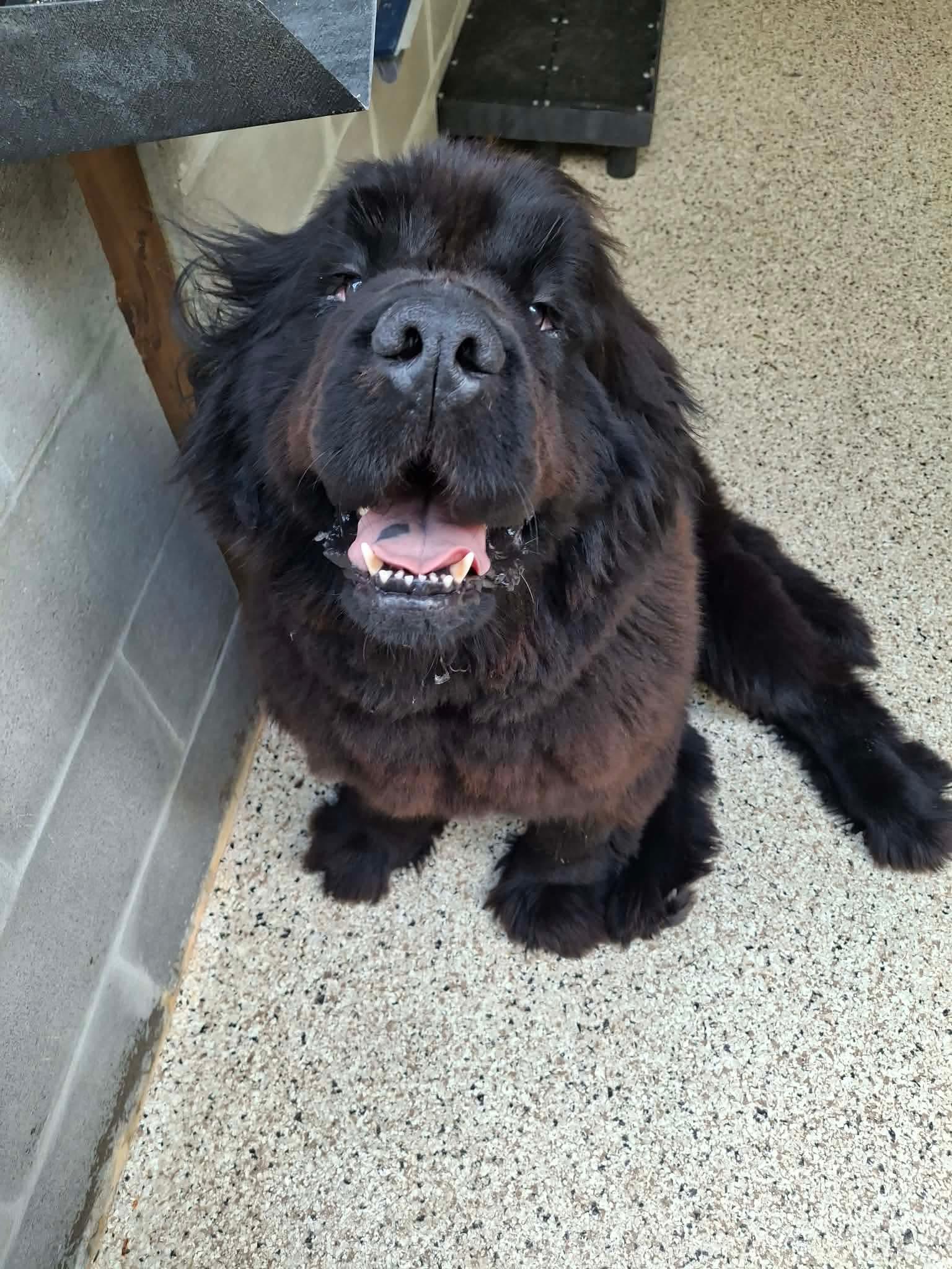 Enlarge Maggie (Available in Florida) , a Adoptable Mixed Breed in BONIFAY, FL image 6/6