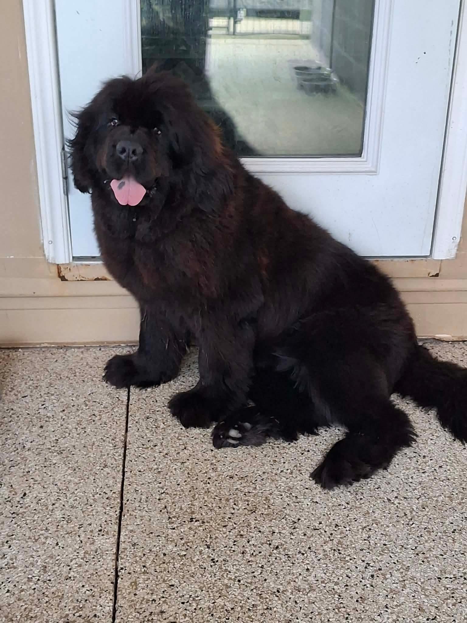 Enlarge Maggie (Available in Florida) , a Adoptable Mixed Breed in BONIFAY, FL image 5/6