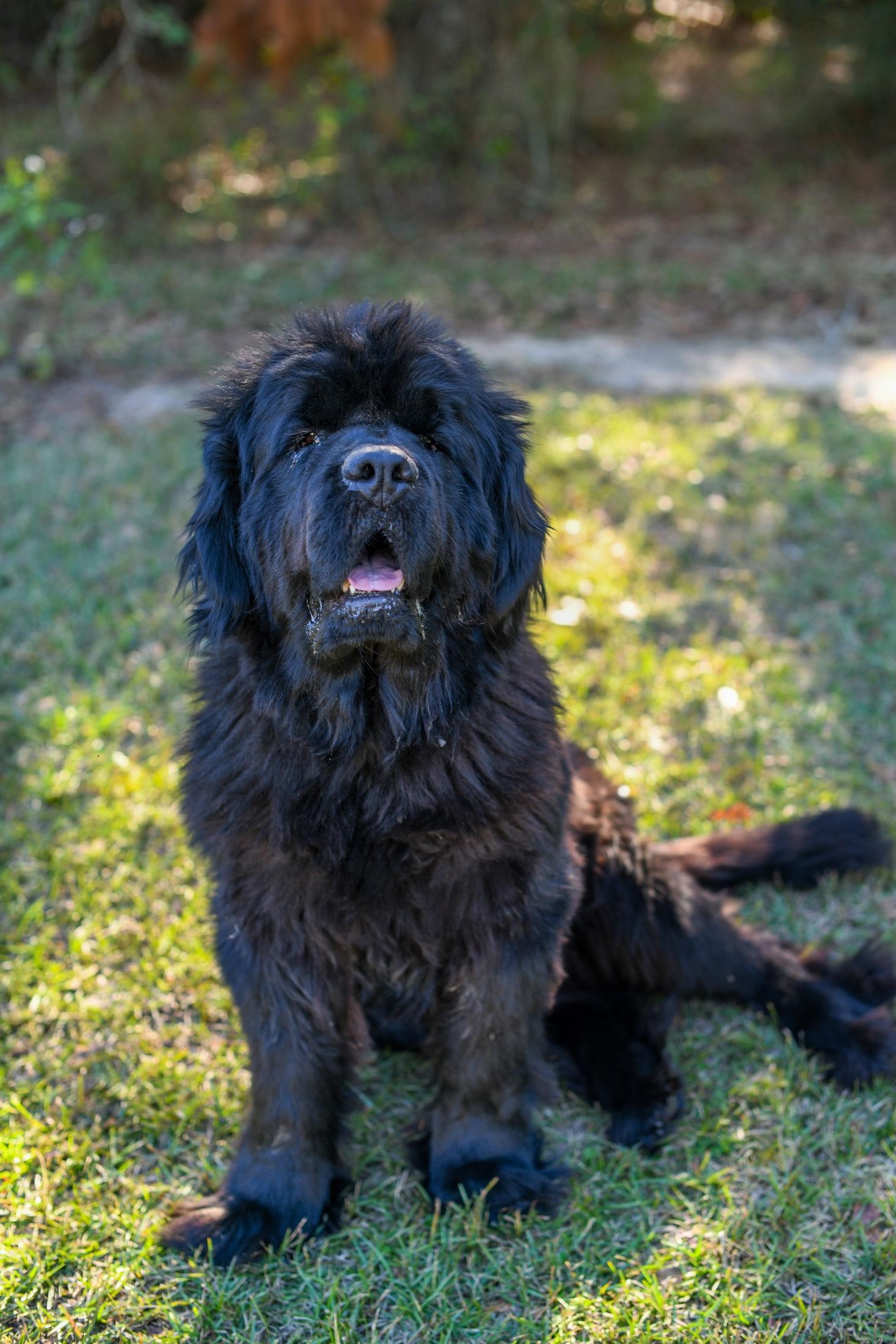 Maggie (Available in Florida) , Adoptable, Adult Female Mixed Breed.