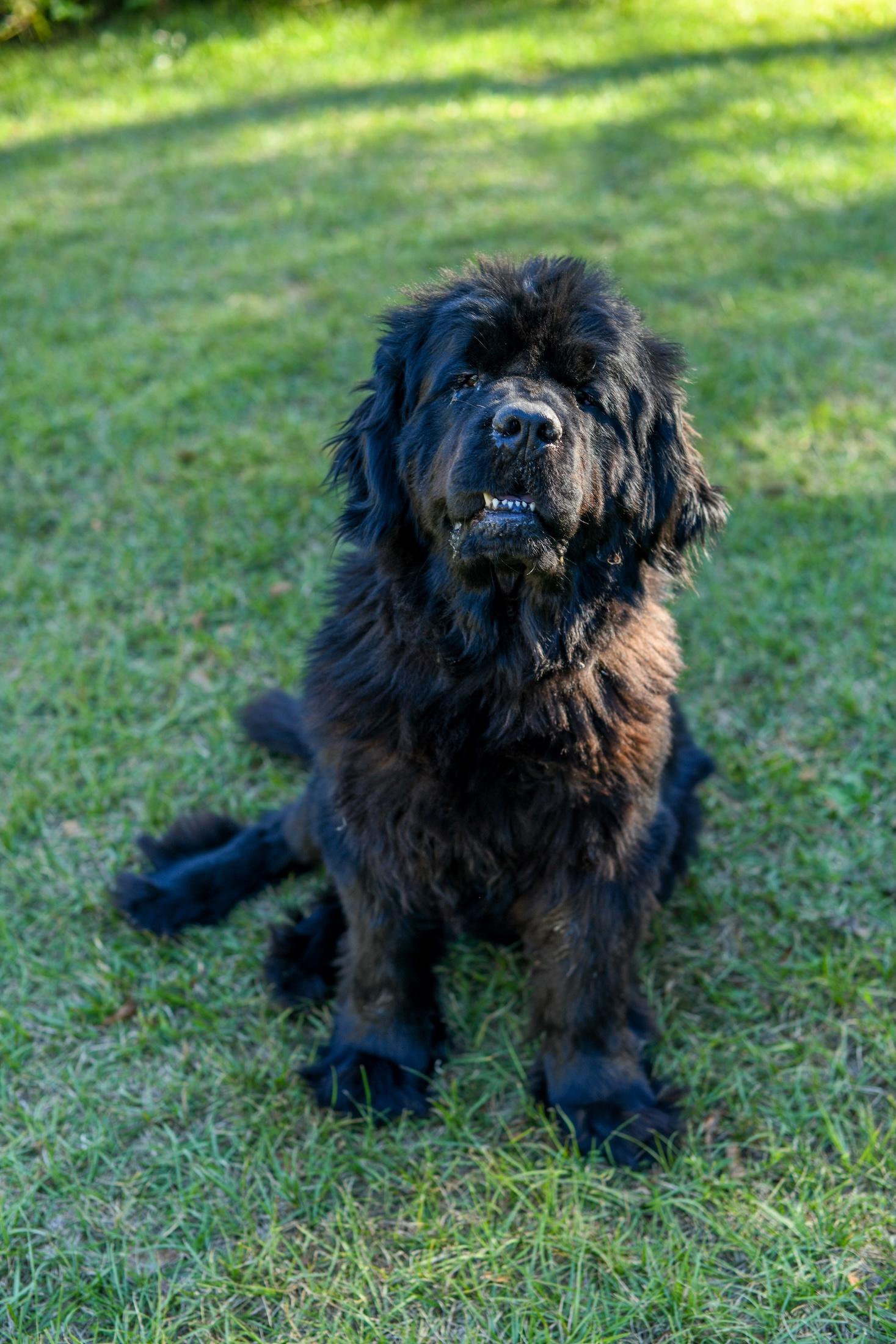 Maggie (Available in Florida) , Adoptable, Adult Female Mixed Breed.