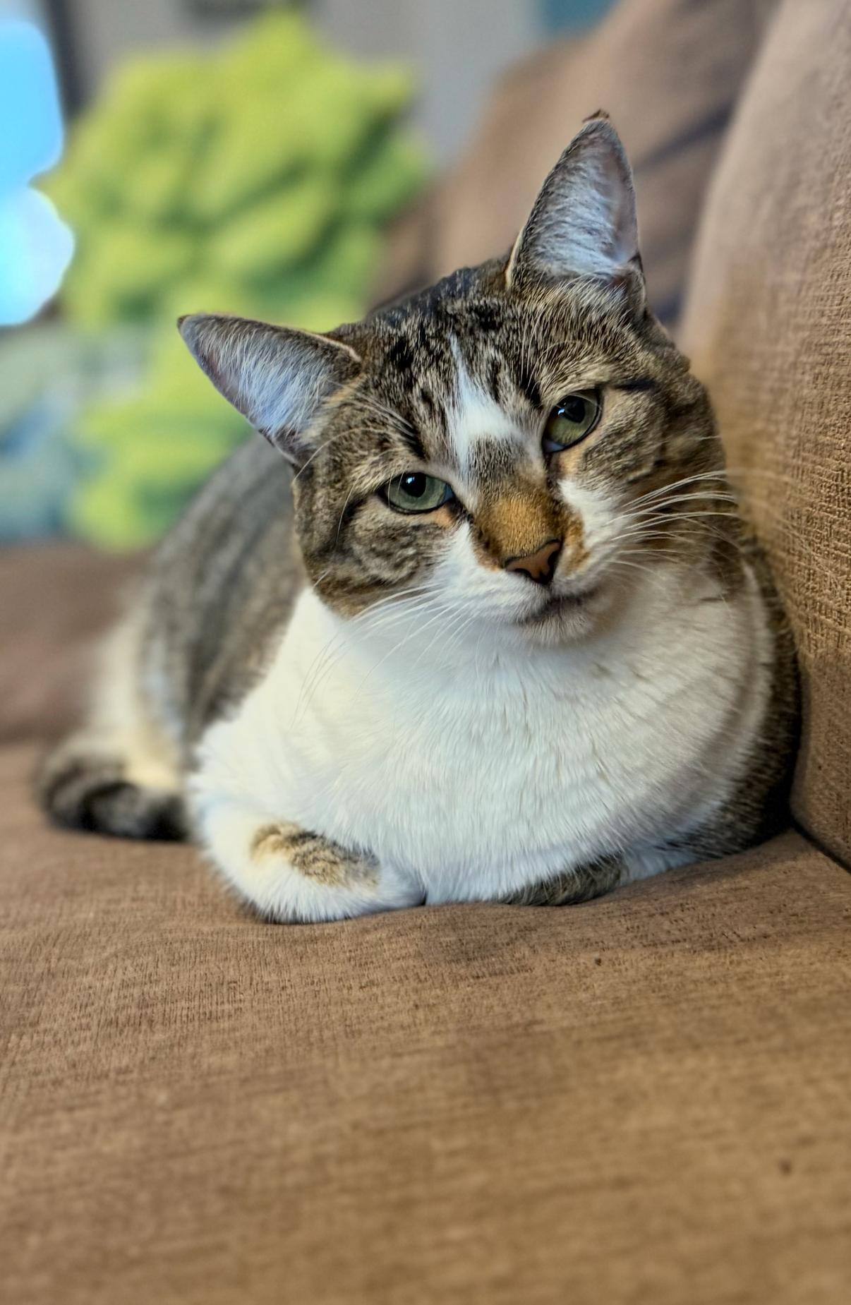 FAVA, a Adoptable Domestic Short Hair in Flushing, NY image 1/3