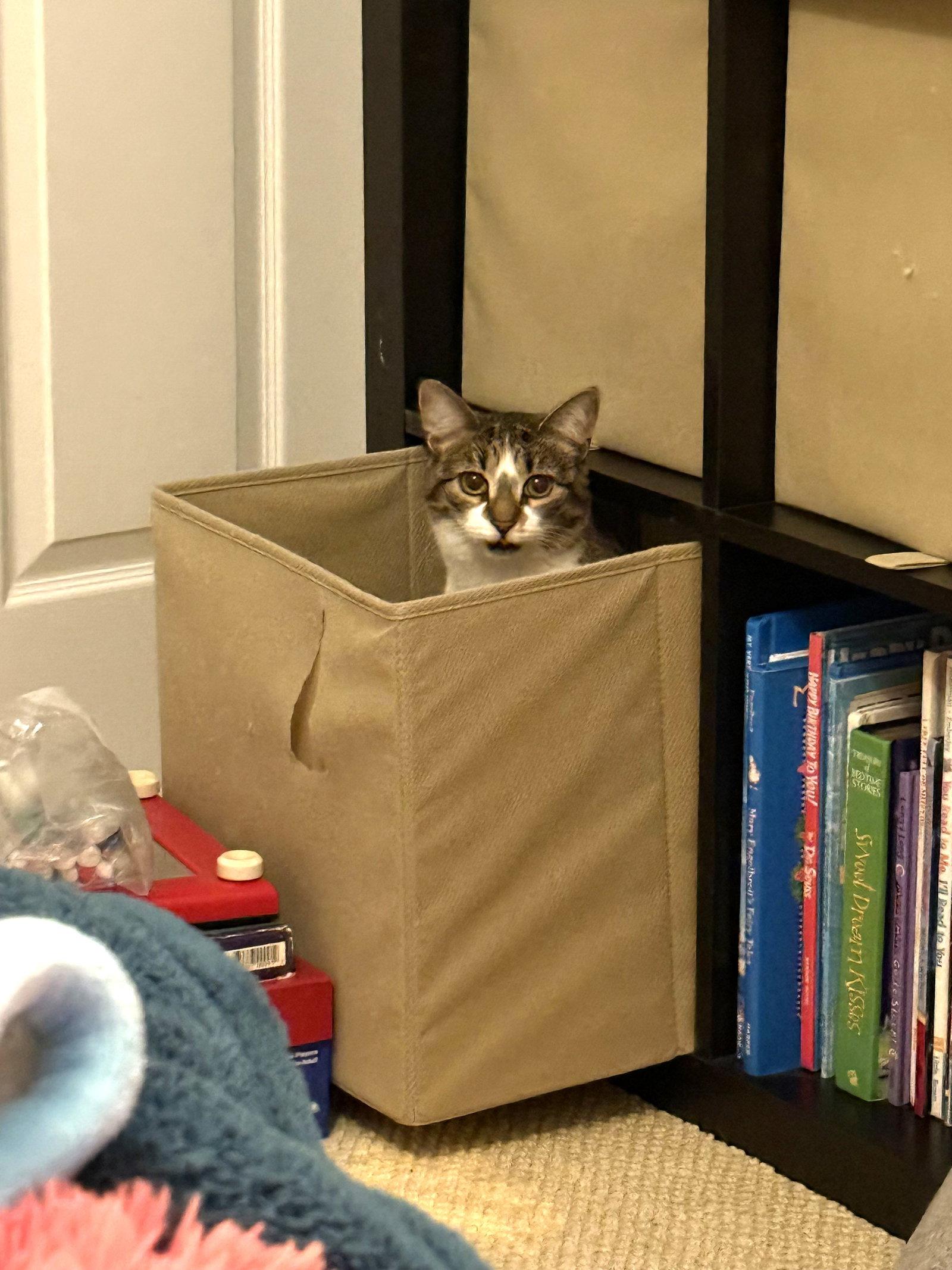 FAVA, a Adoptable Domestic Short Hair in Flushing, NY image 2/3