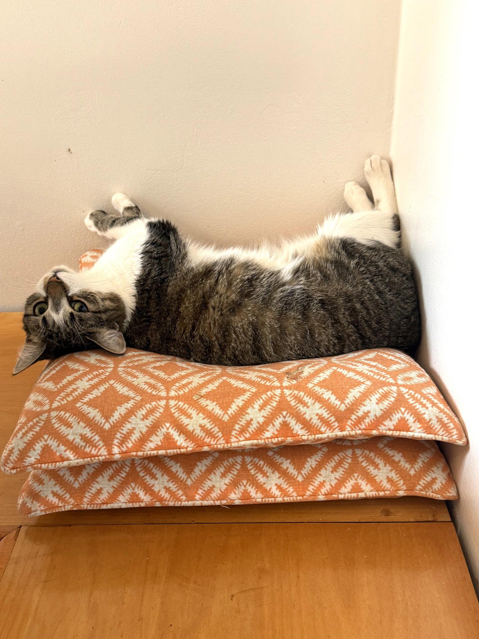 FAVA, a Adoptable Domestic Short Hair in Flushing, NY image 3/3