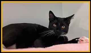 Enlarge SHORT PUMP MALL, a Adoptable Domestic Short Hair in Peoria, IL image 1/1