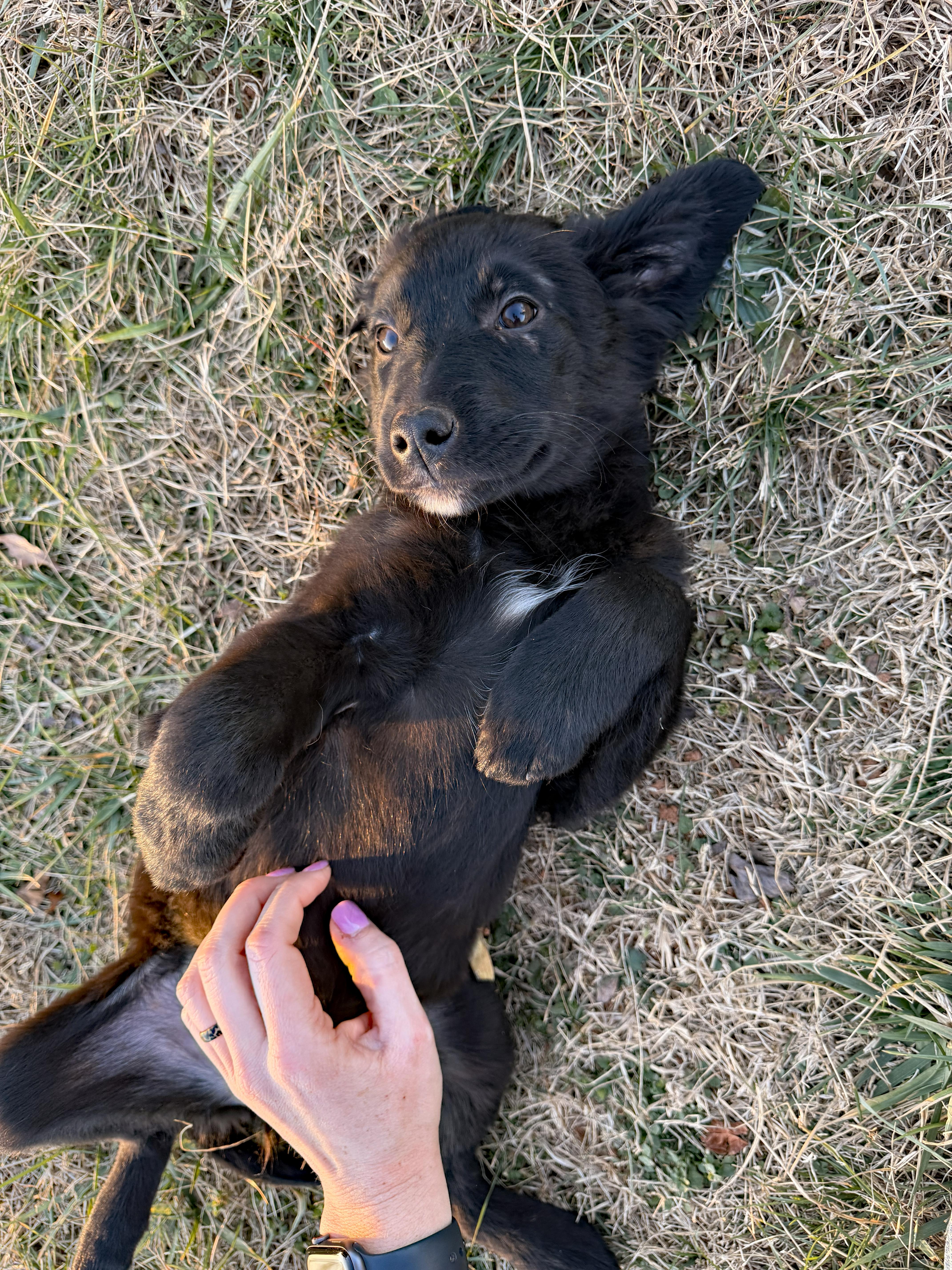 Enlarge Miss Pearl, an adopted mixed breed in Marion, NC image 3/3