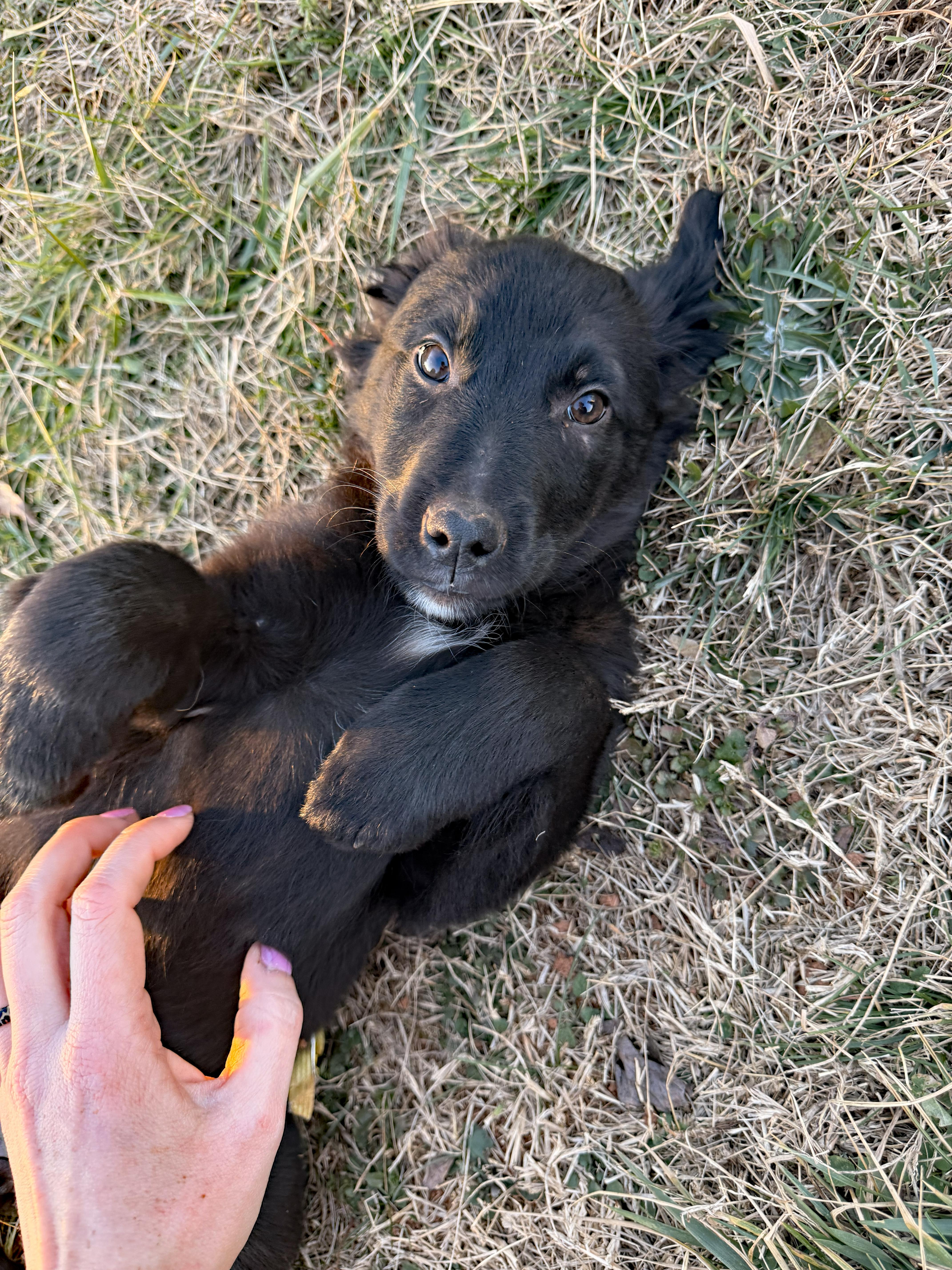 Enlarge Miss Pearl, an adopted mixed breed in Marion, NC image 2/3