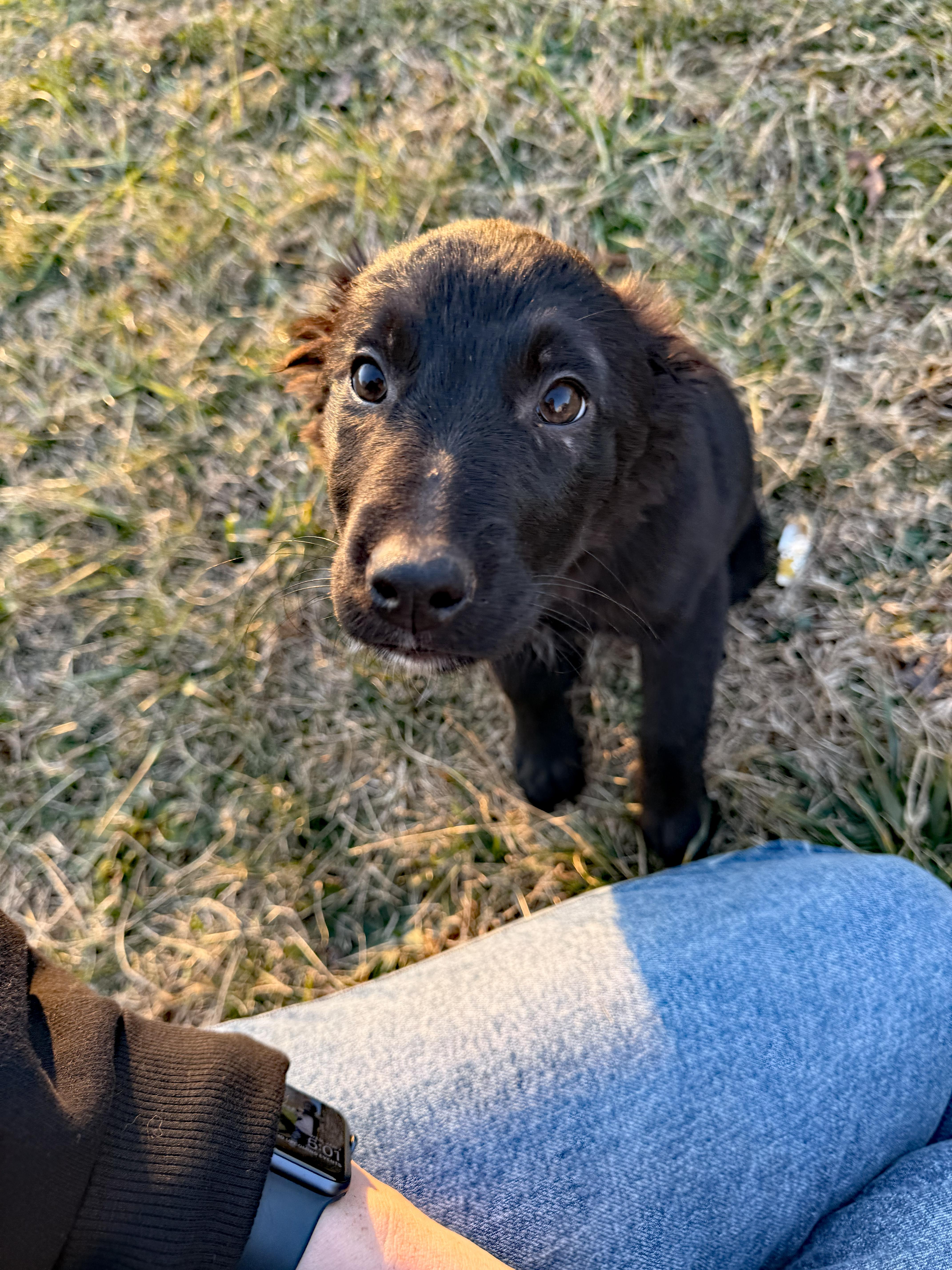Enlarge Miss Pearl, an adopted mixed breed in Marion, NC image 1/3