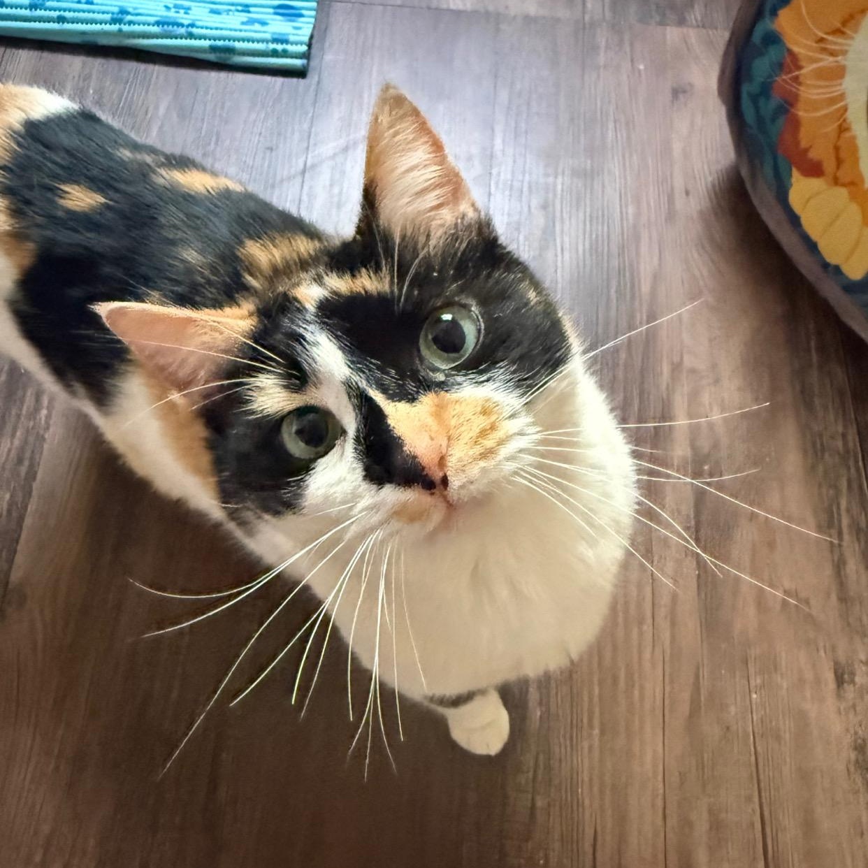 Enlarge Amanda, an adopted Calico in Morganton, NC image 1/1