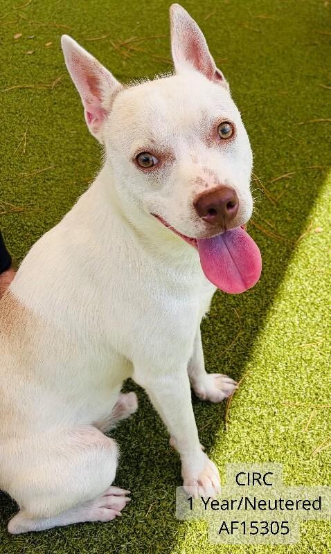 Enlarge Circ, a Adoptable mixed breed in Supply, NC image 1/1