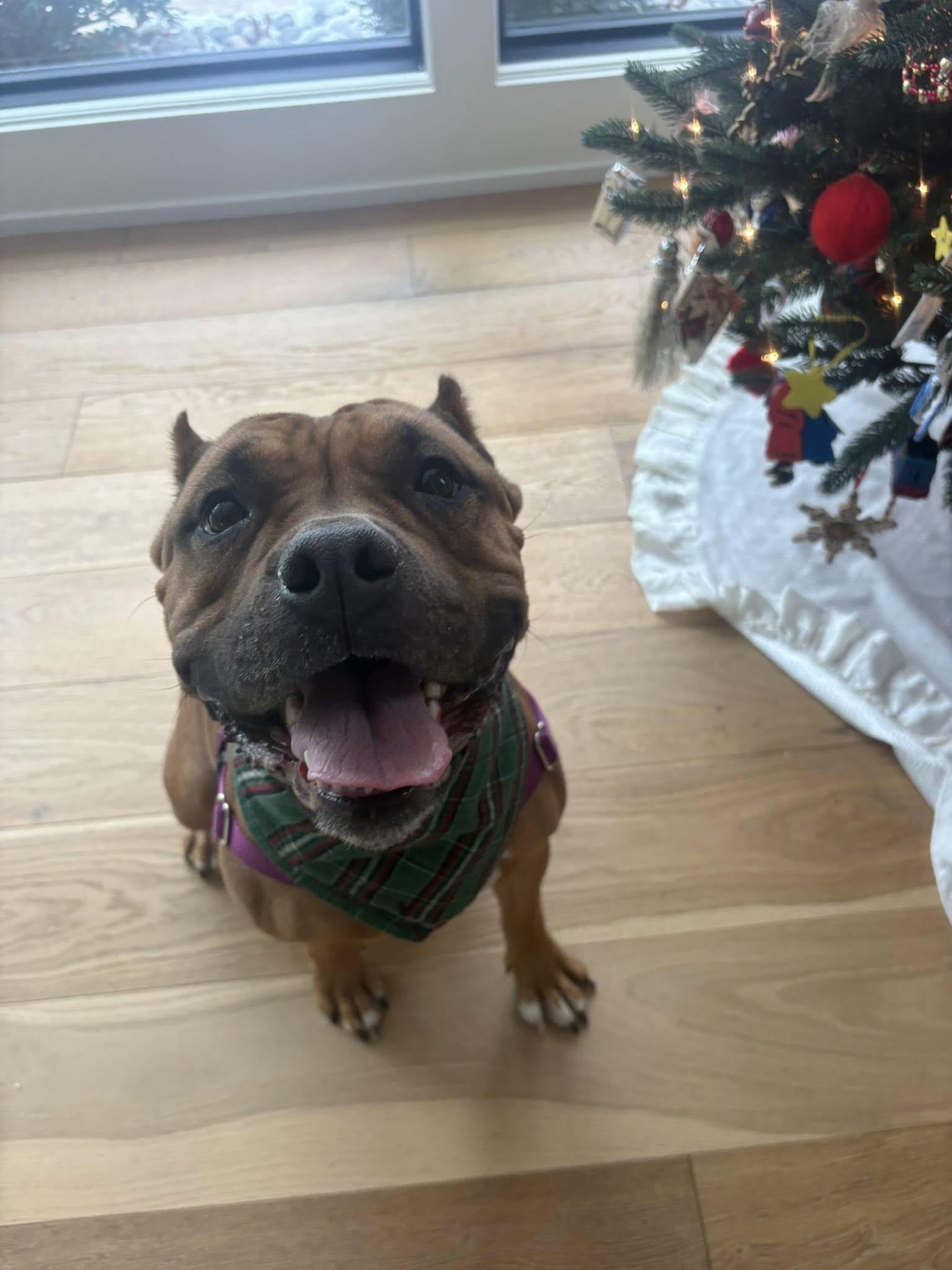 Enlarge Sable, a Adoptable mixed breed in Cleveland, OH image 1/6