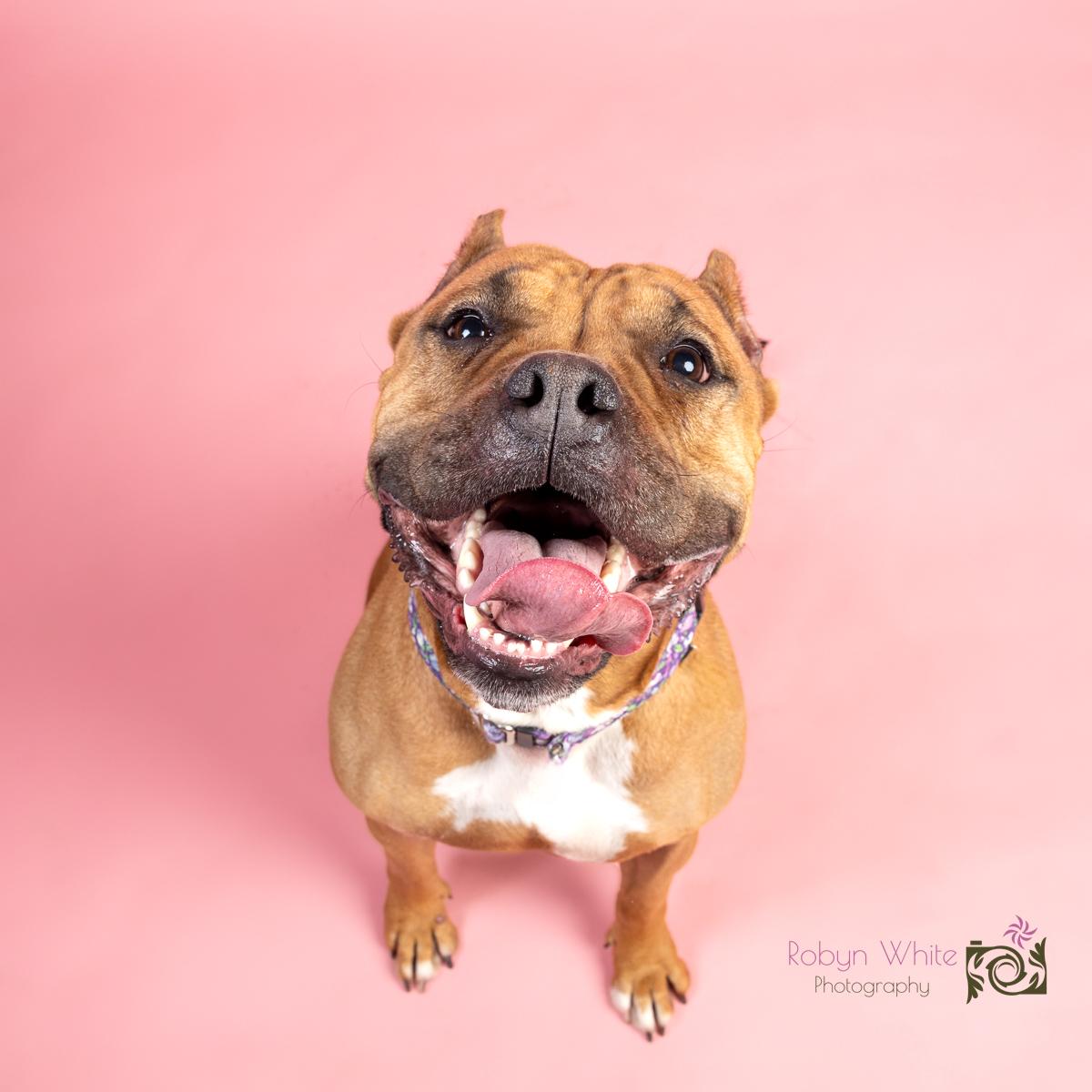 Sable, Adoptable, Adult Female Bulldog.