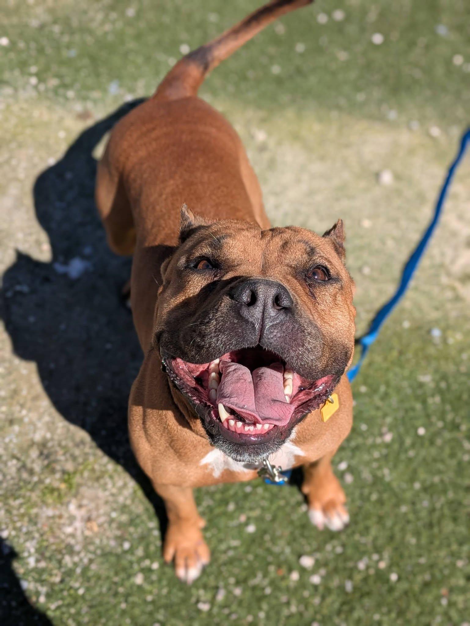 Enlarge Sable, a Adoptable mixed breed in Cleveland, OH image 6/6