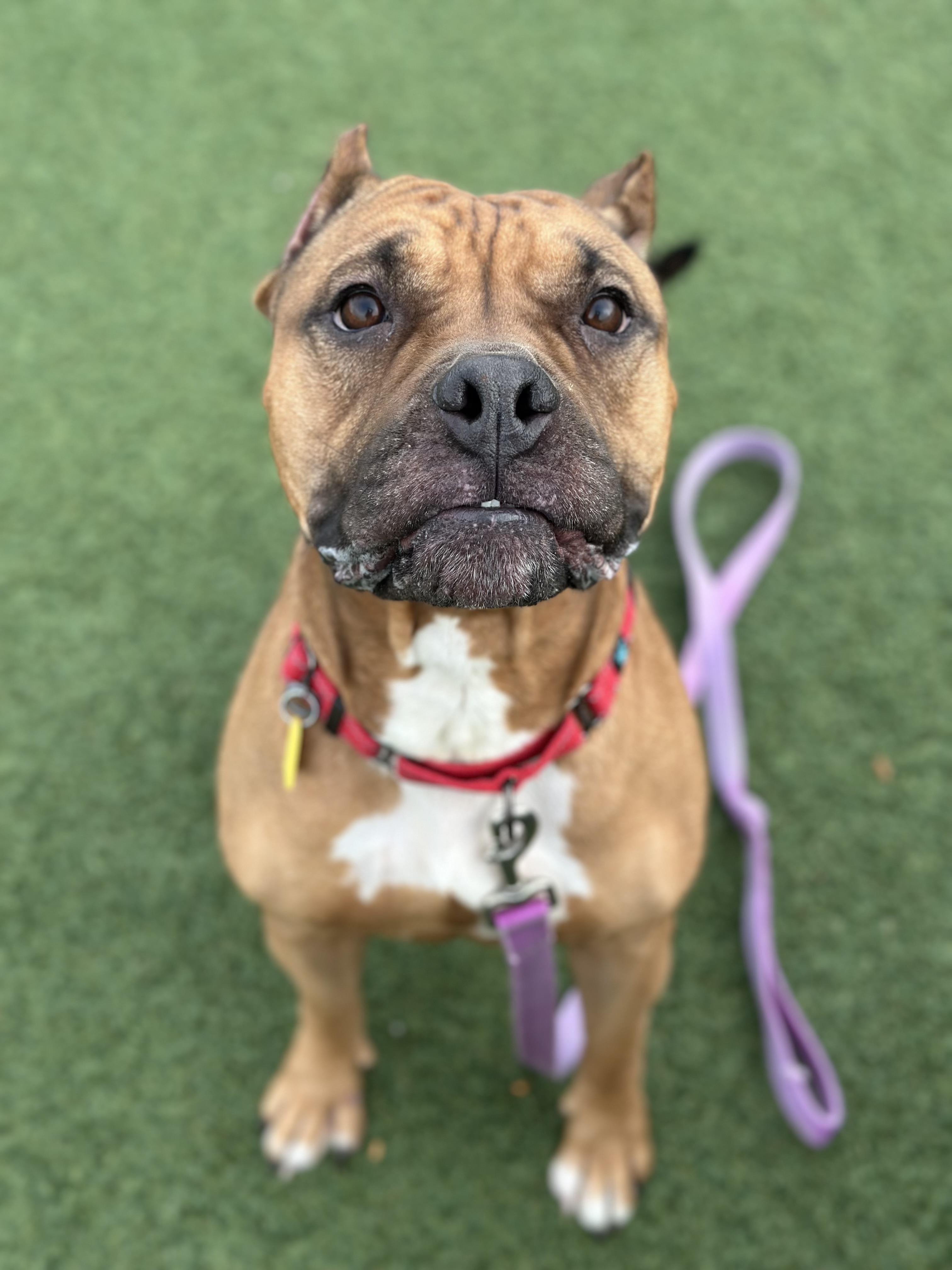 Enlarge Sable, a Adoptable mixed breed in Cleveland, OH image 5/6