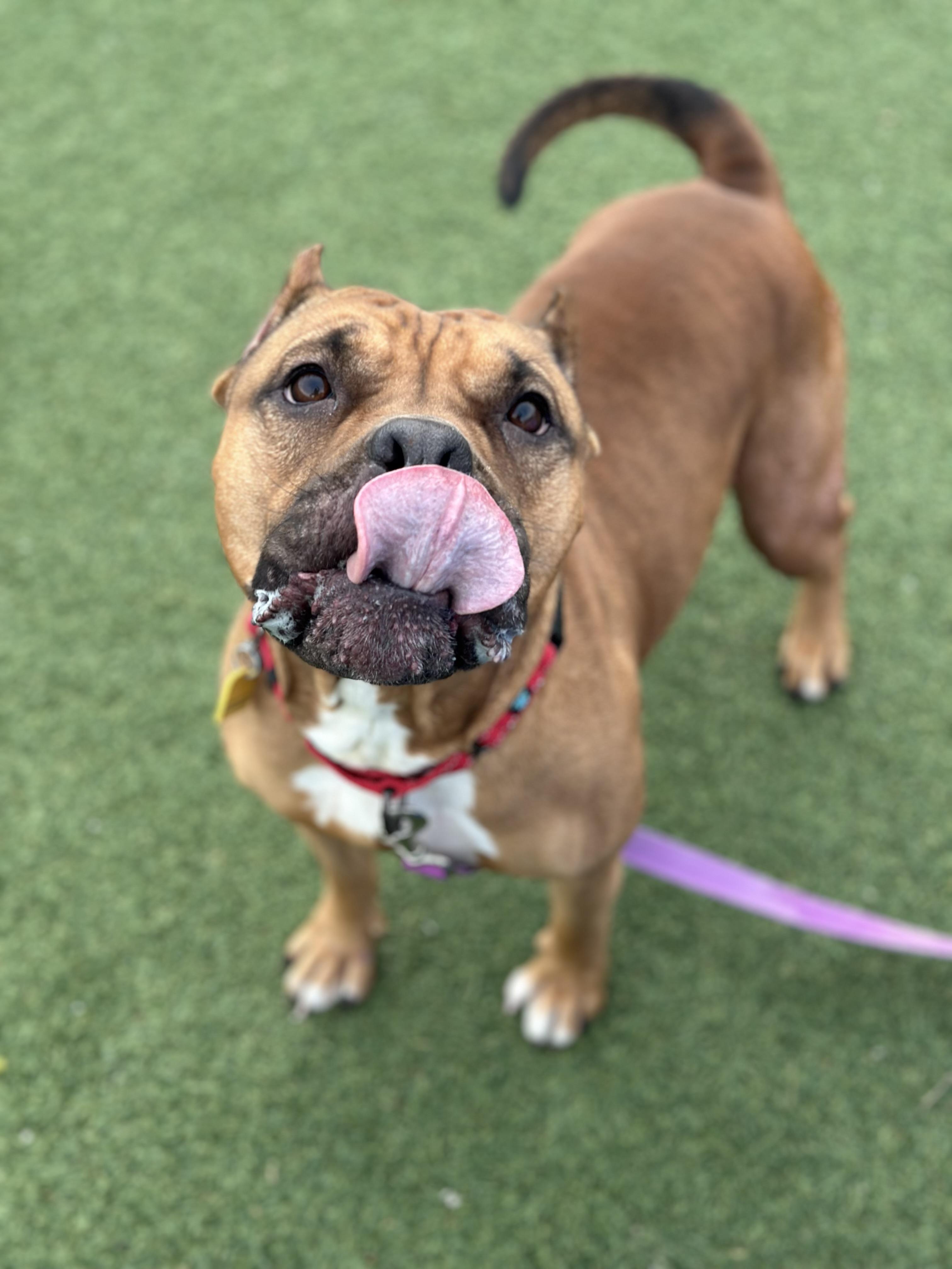 Enlarge Sable, a Adoptable mixed breed in Cleveland, OH image 6/6