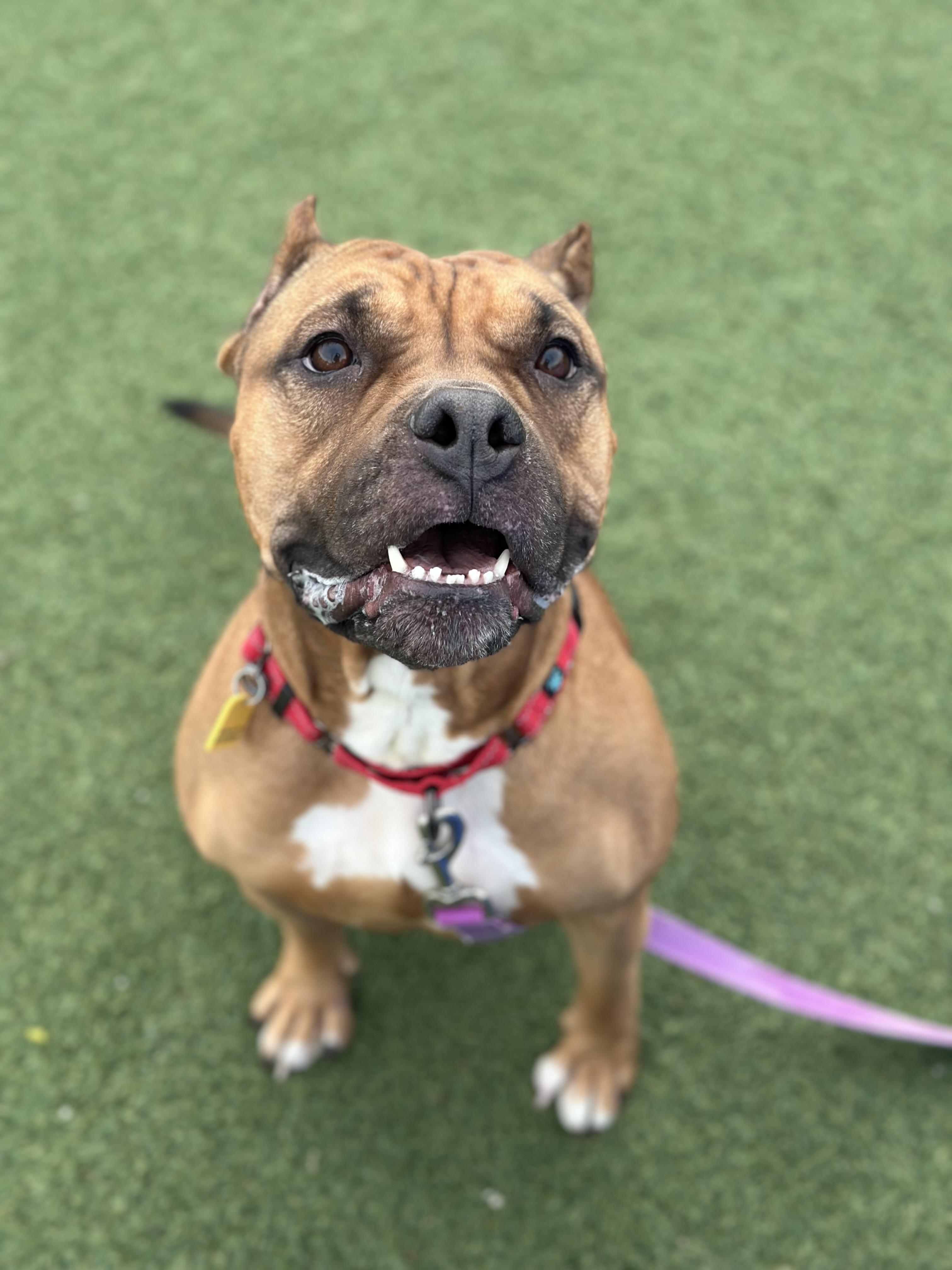 Enlarge Sable, a Adoptable mixed breed in Cleveland, OH image 2/6