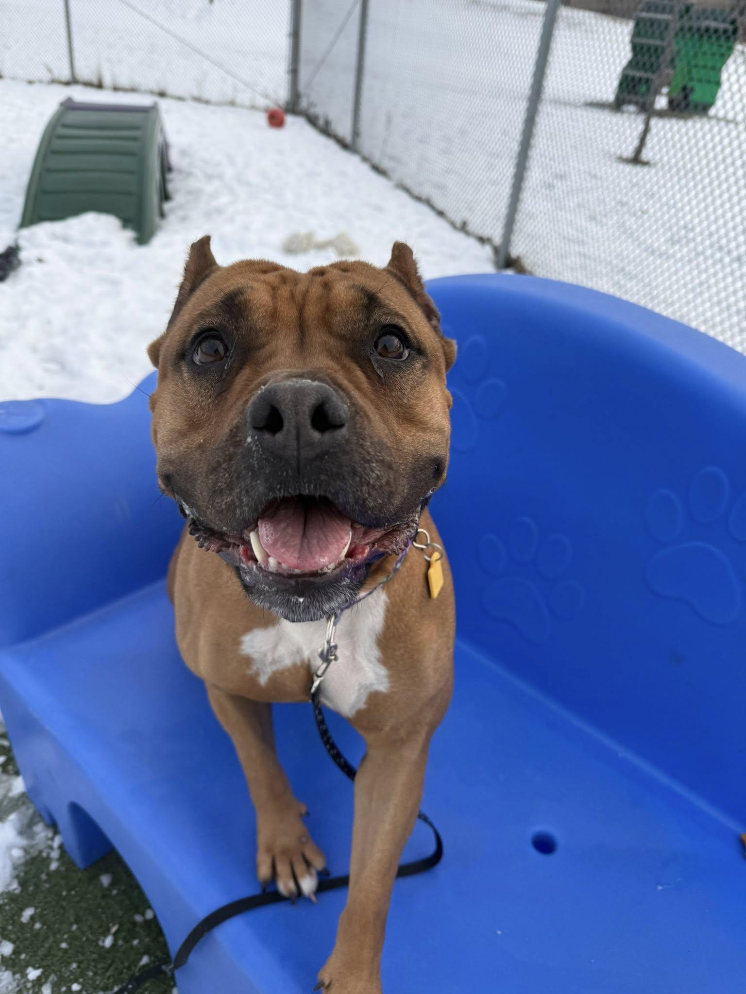 Sable, a Adoptable mixed breed in Cleveland, OH image 6/6