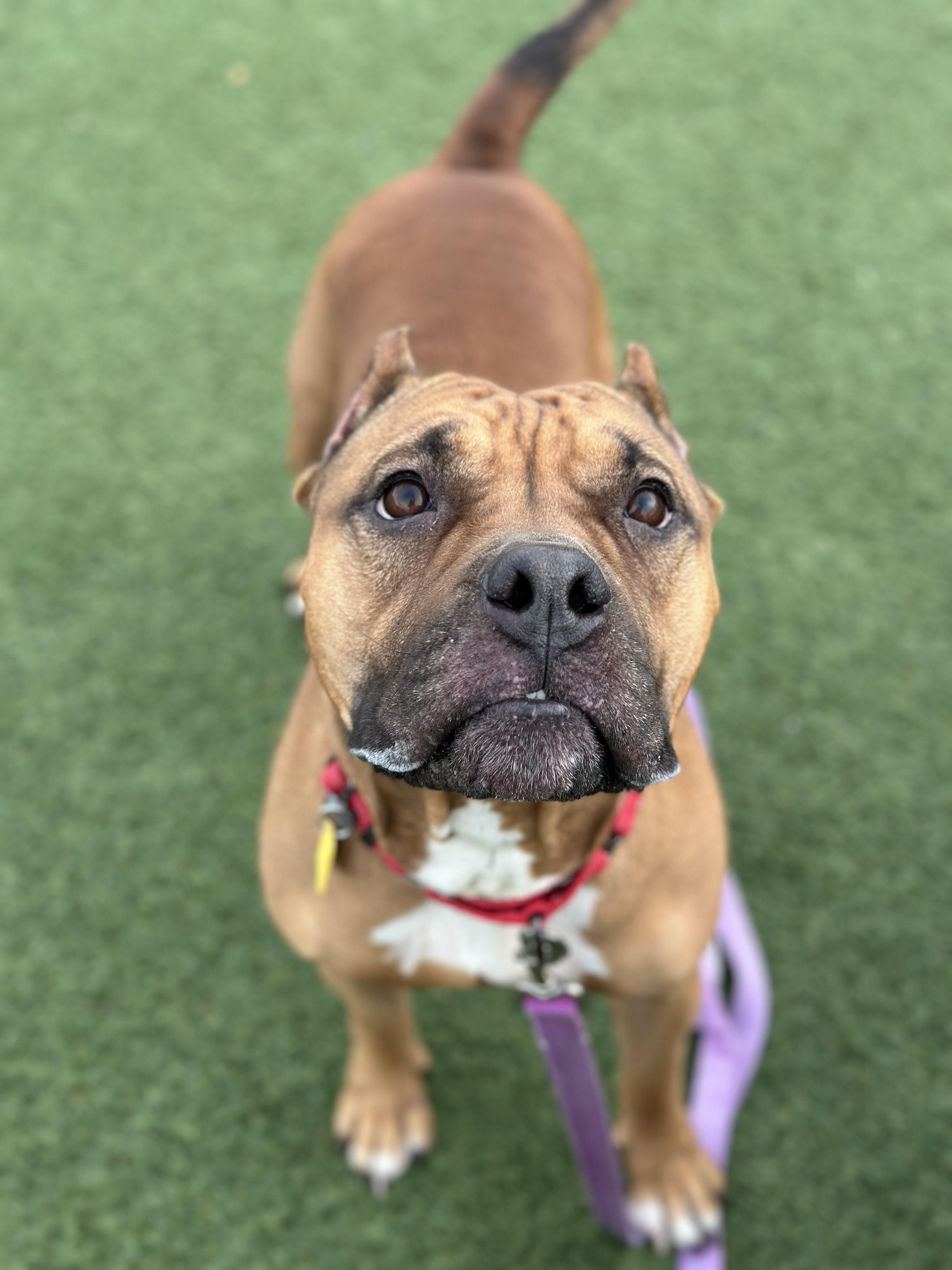 Enlarge Sable, a Adoptable mixed breed in Cleveland, OH image 4/6