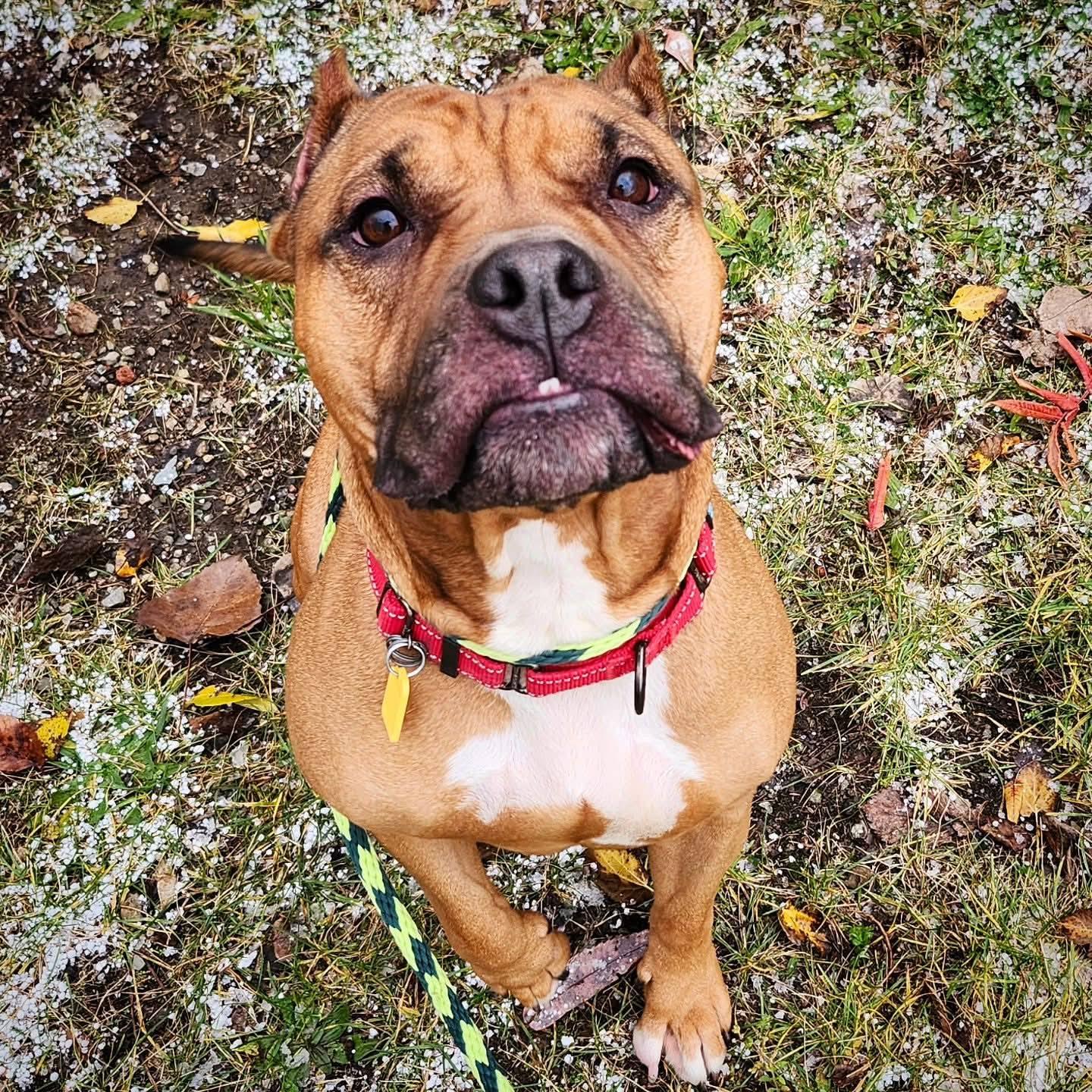 Enlarge Sable, a Adoptable mixed breed in Cleveland, OH image 3/6
