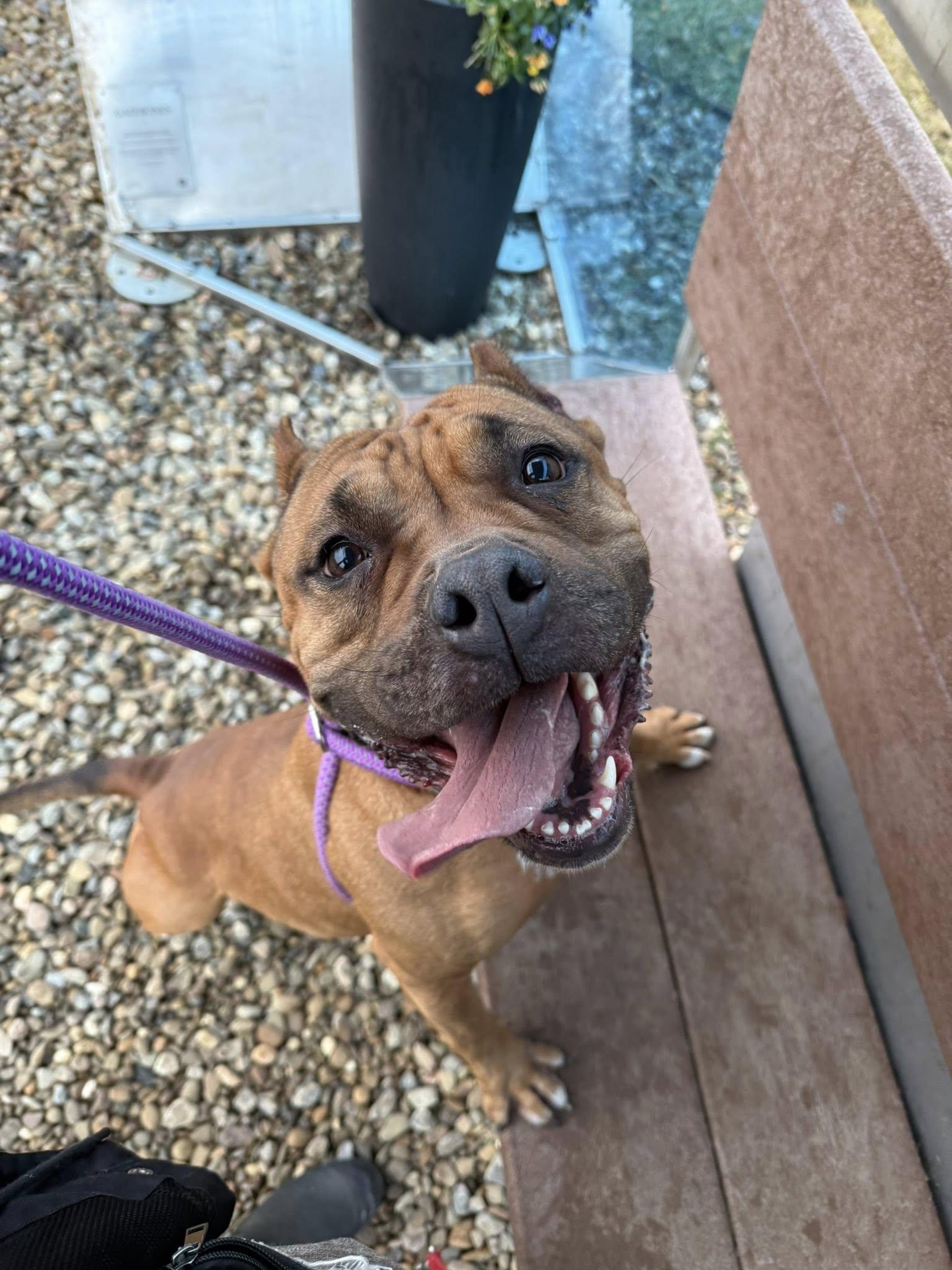 Enlarge Sable, a Adoptable mixed breed in Cleveland, OH image 6/6