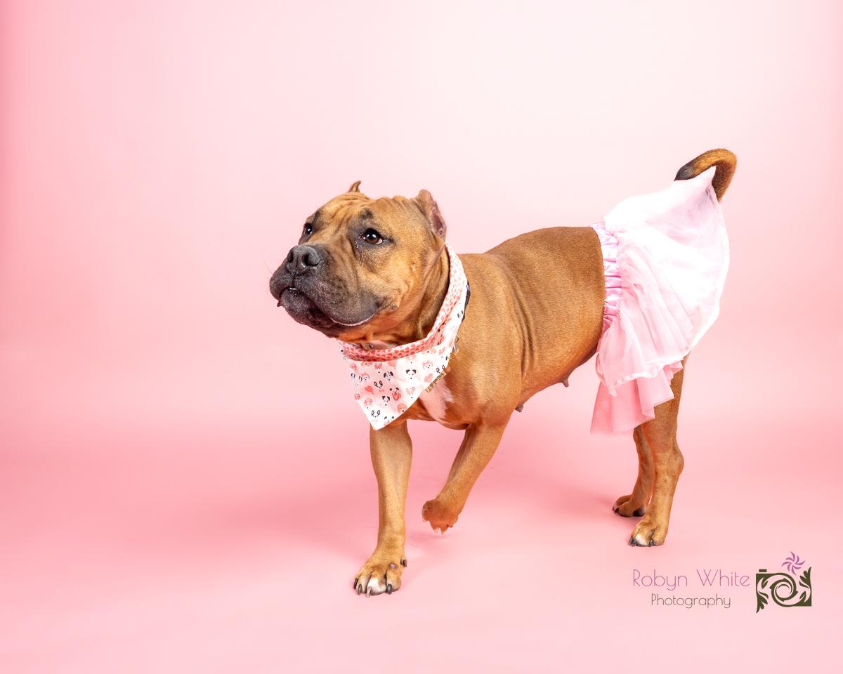 Sable, a Adoptable mixed breed in Cleveland, OH image 5/6