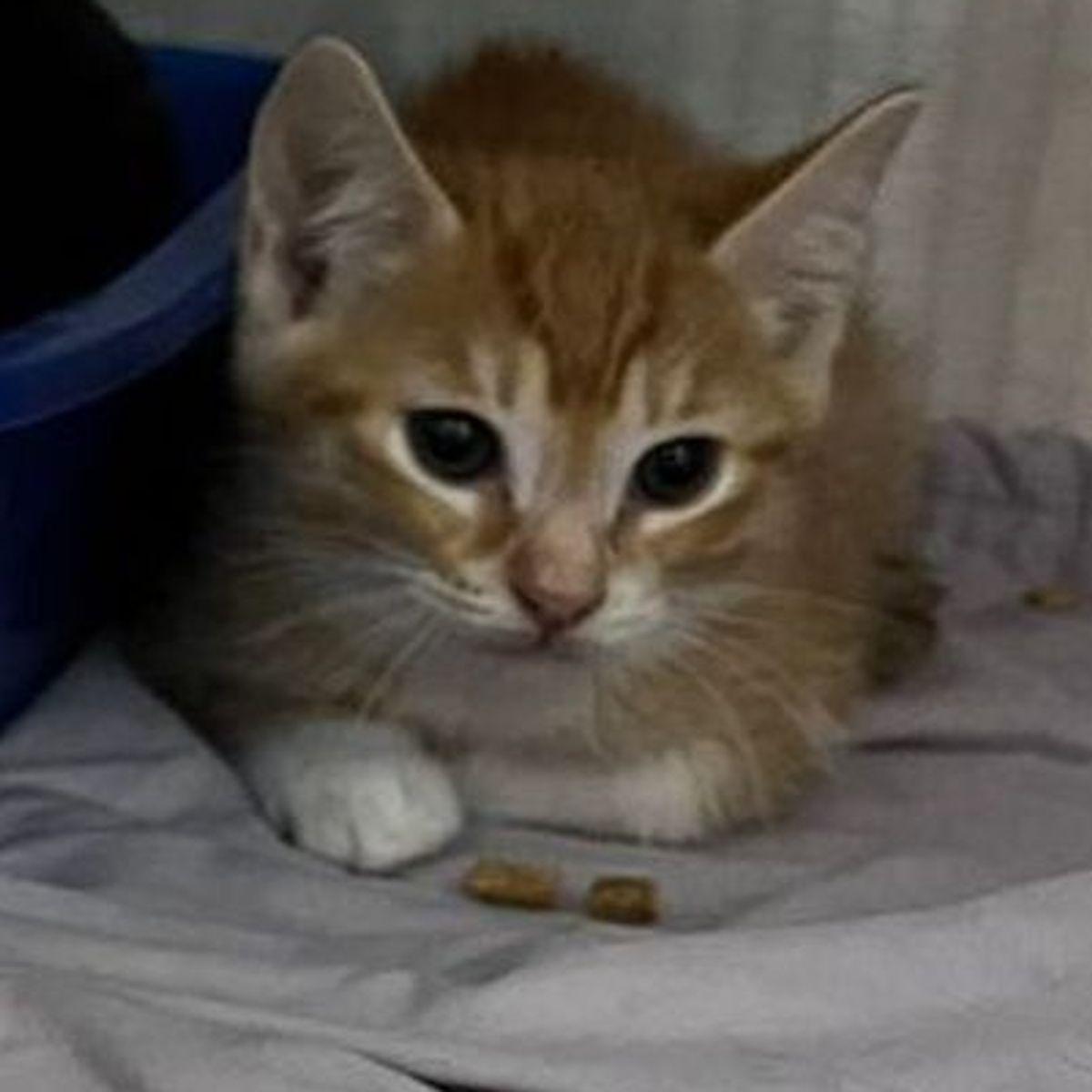 Hickory, Adoptable, Young Male Domestic Short Hair.