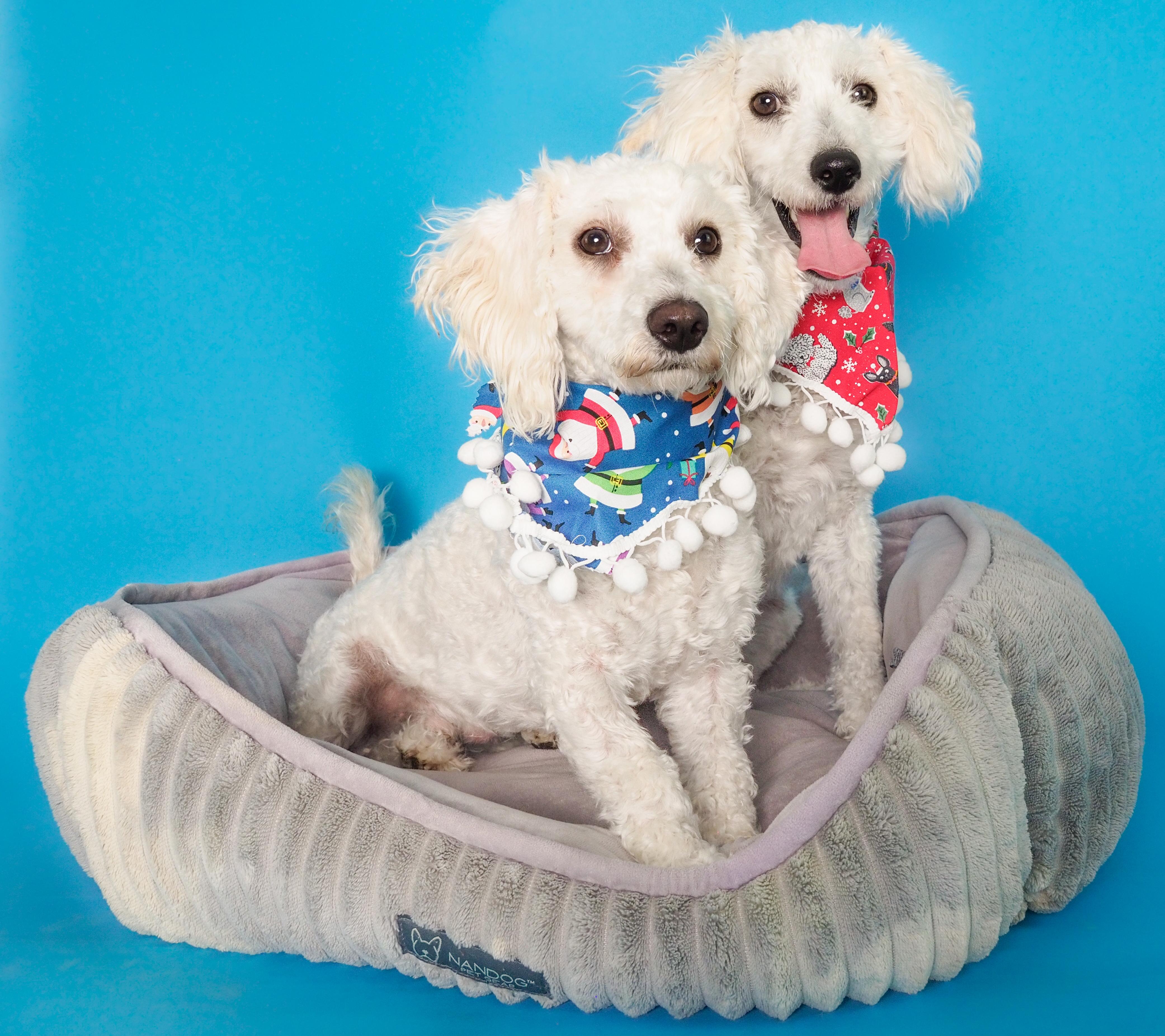 Enlarge Noble & Majesty, a ADOPTABLE mixed breed in PHOENIX, AZ image 1/6