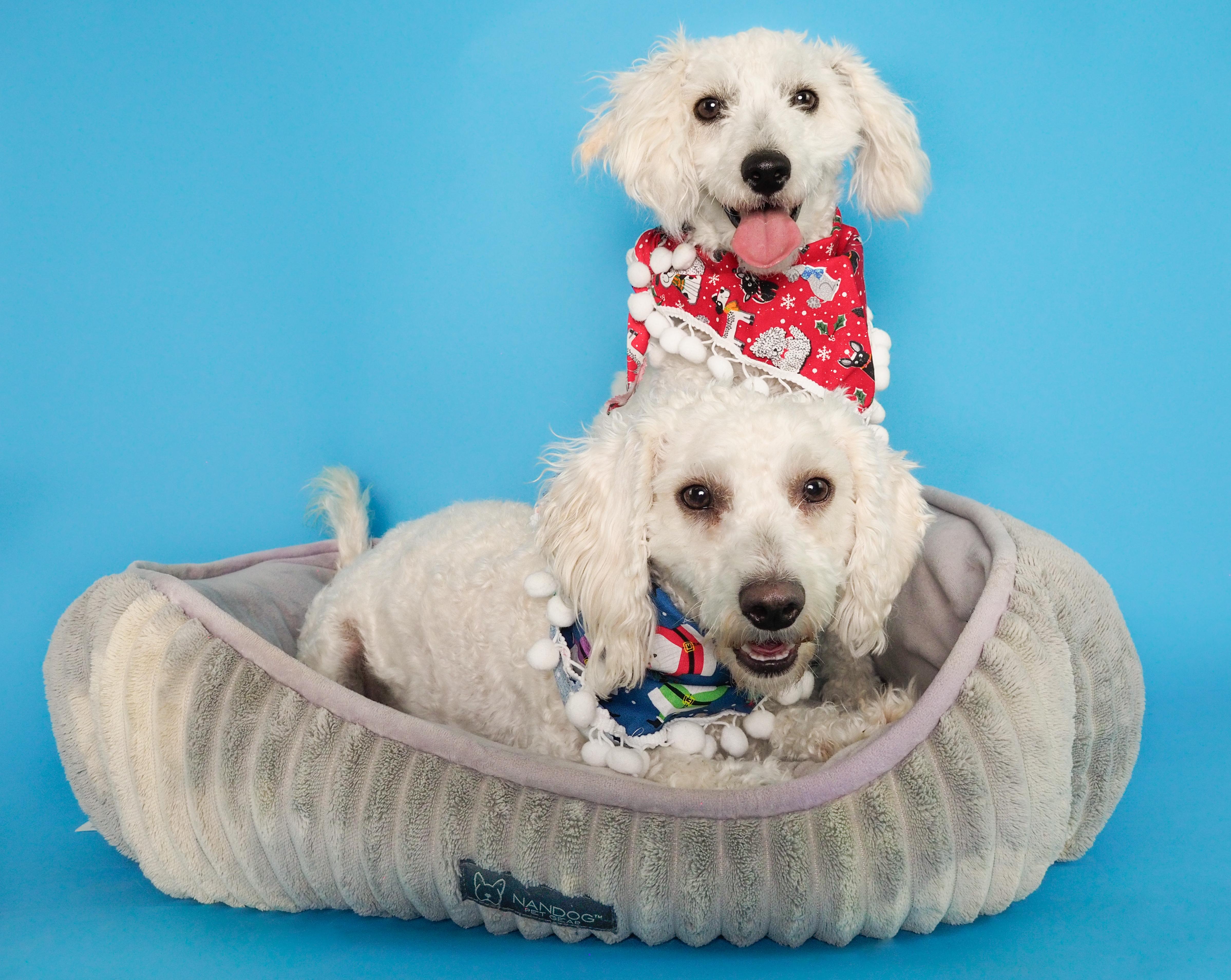 Enlarge Noble & Majesty, a ADOPTABLE mixed breed in PHOENIX, AZ image 2/6