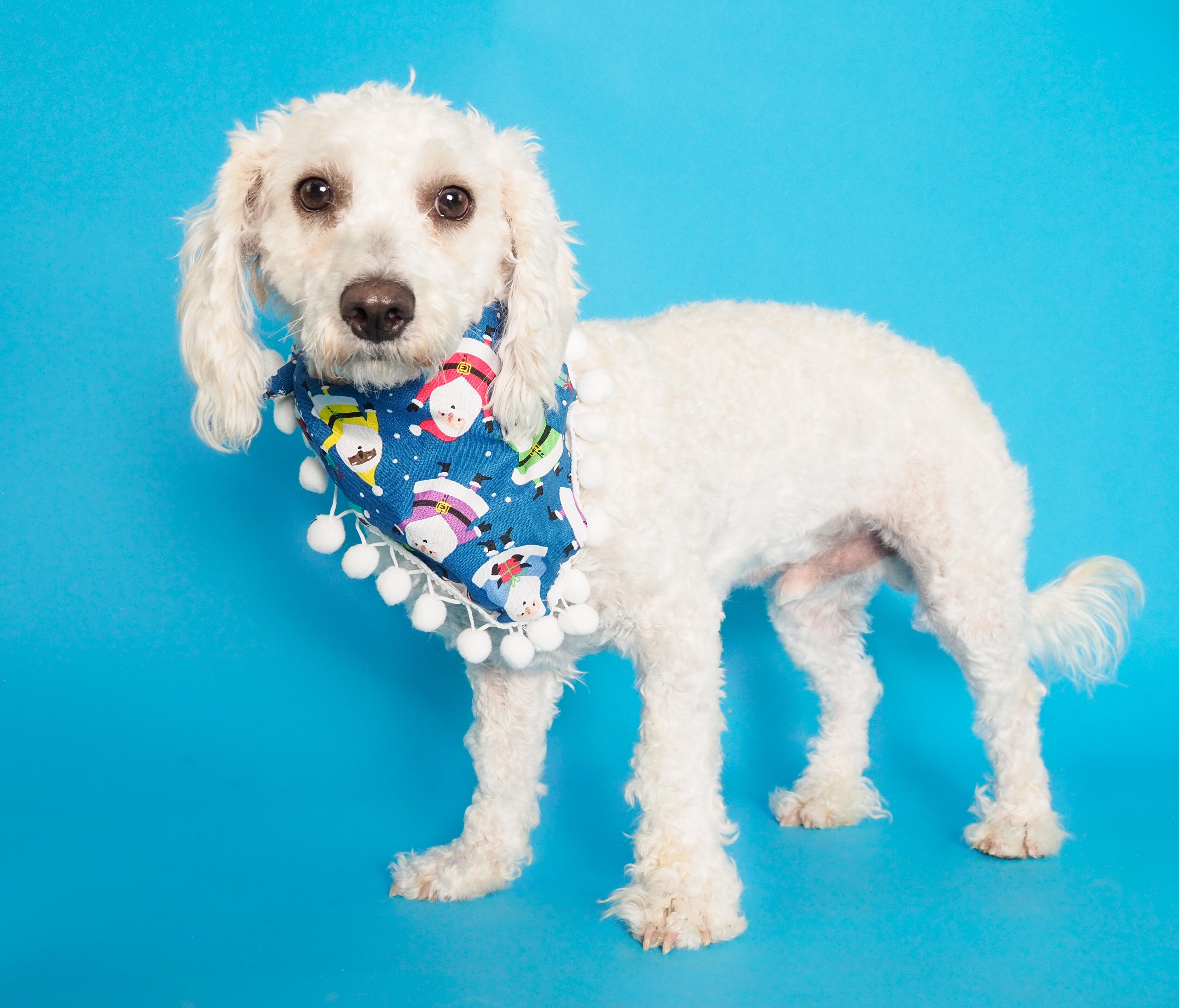 Enlarge Noble & Majesty, a ADOPTABLE mixed breed in PHOENIX, AZ image 3/6