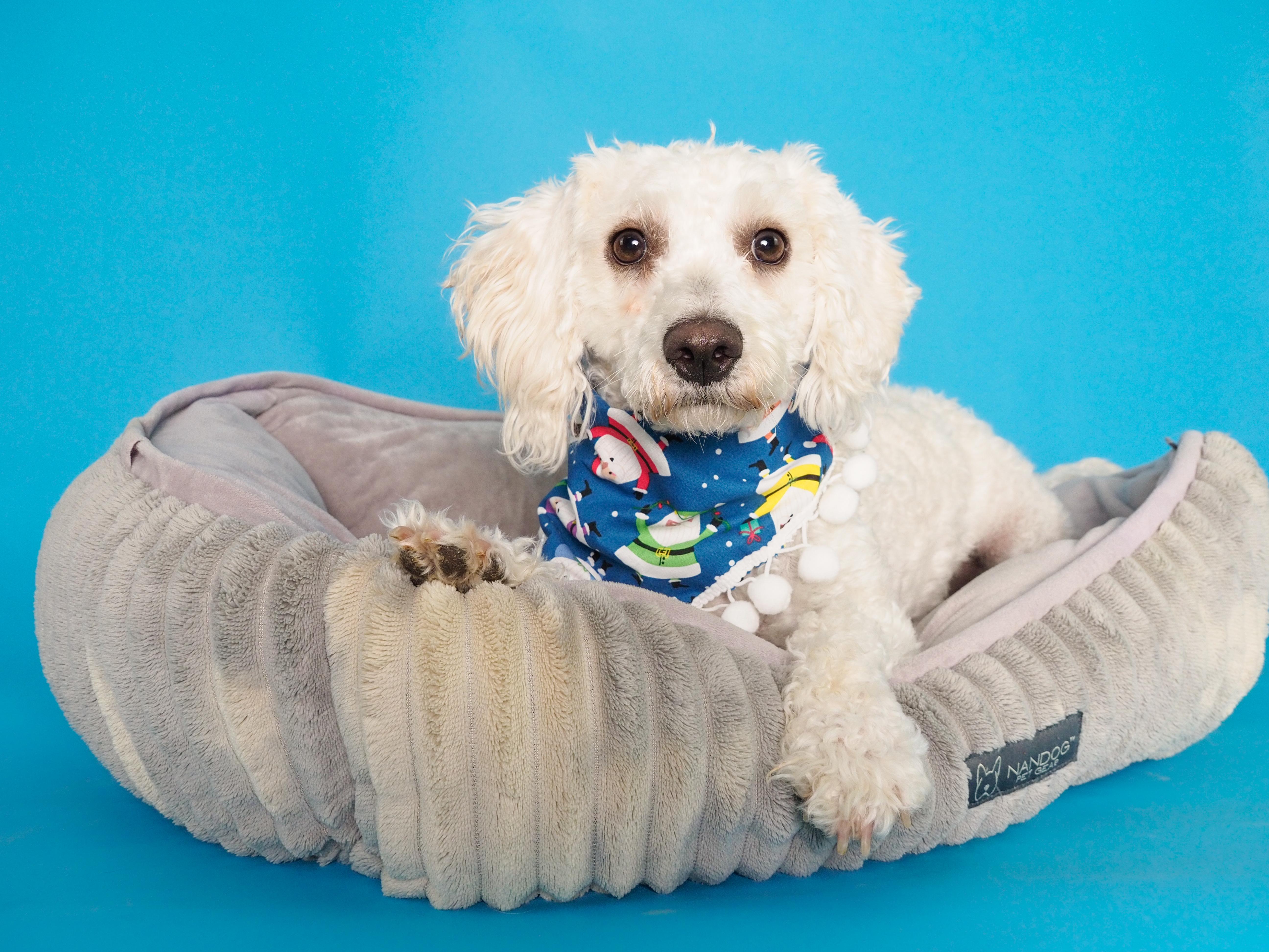 Enlarge Noble & Majesty, a ADOPTABLE mixed breed in PHOENIX, AZ image 4/6