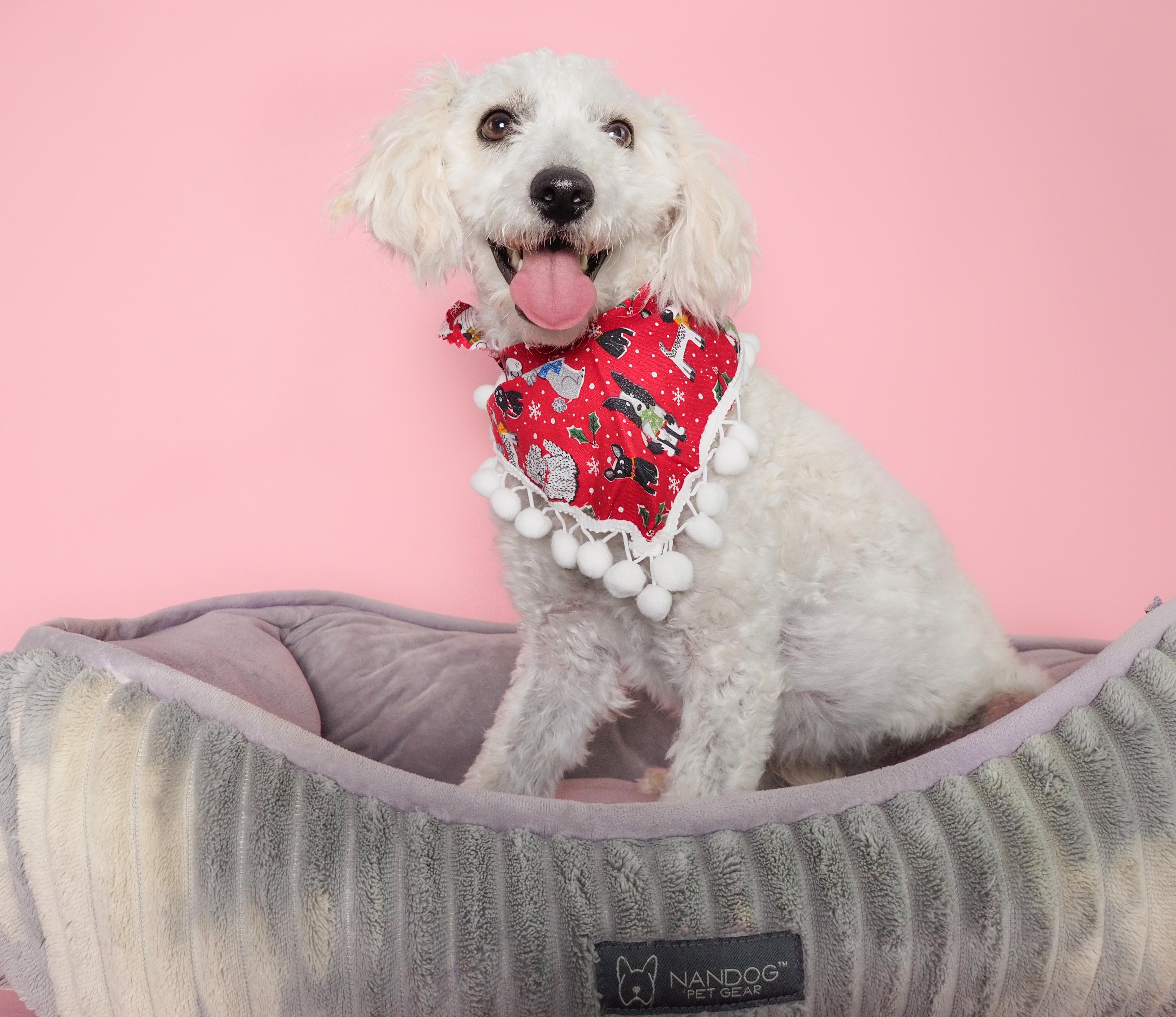 Enlarge Noble & Majesty, a ADOPTABLE mixed breed in PHOENIX, AZ image 5/6