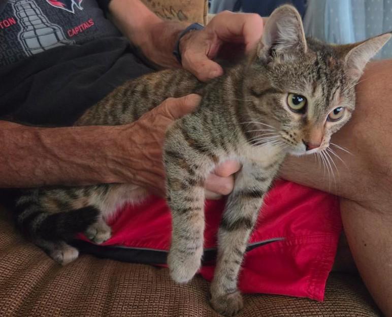Noodles -New, a ADOPTABLE Tabby in Arlington, VA image 2/6