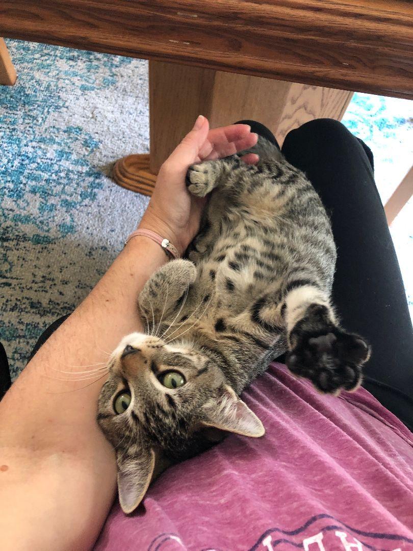 Noodles -New, a ADOPTABLE Tabby in Arlington, VA image 4/6