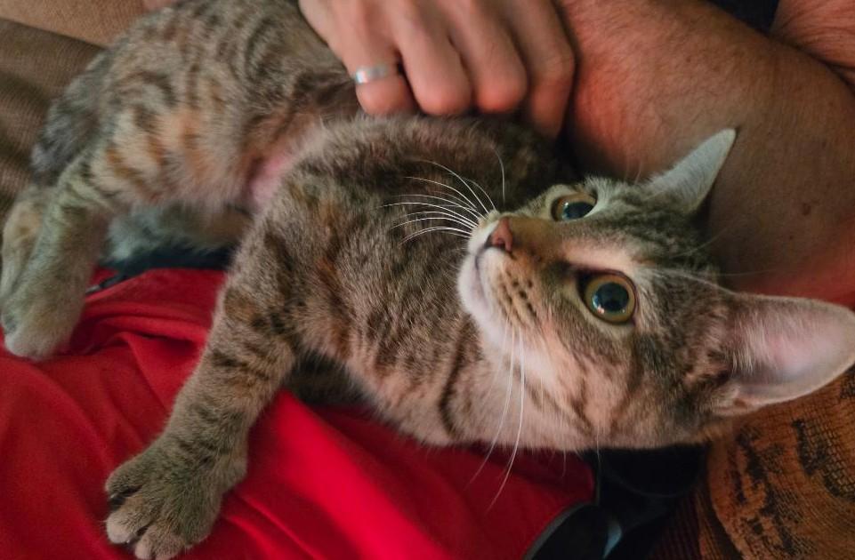 Noodles -New, a ADOPTABLE Tabby in Arlington, VA image 1/6