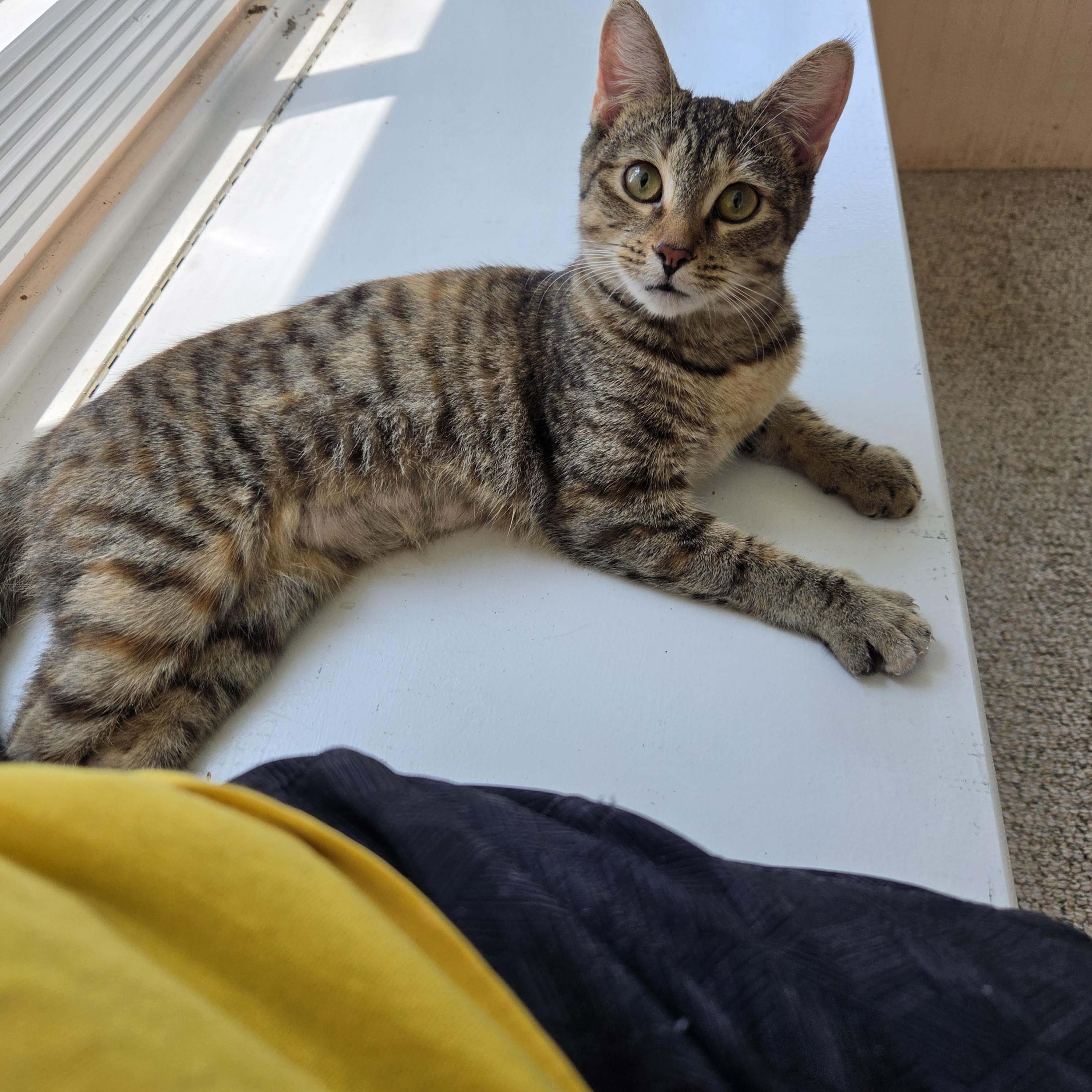 Noodles -Kitten Cuteness, adoptable, Kitten Female Tabby.