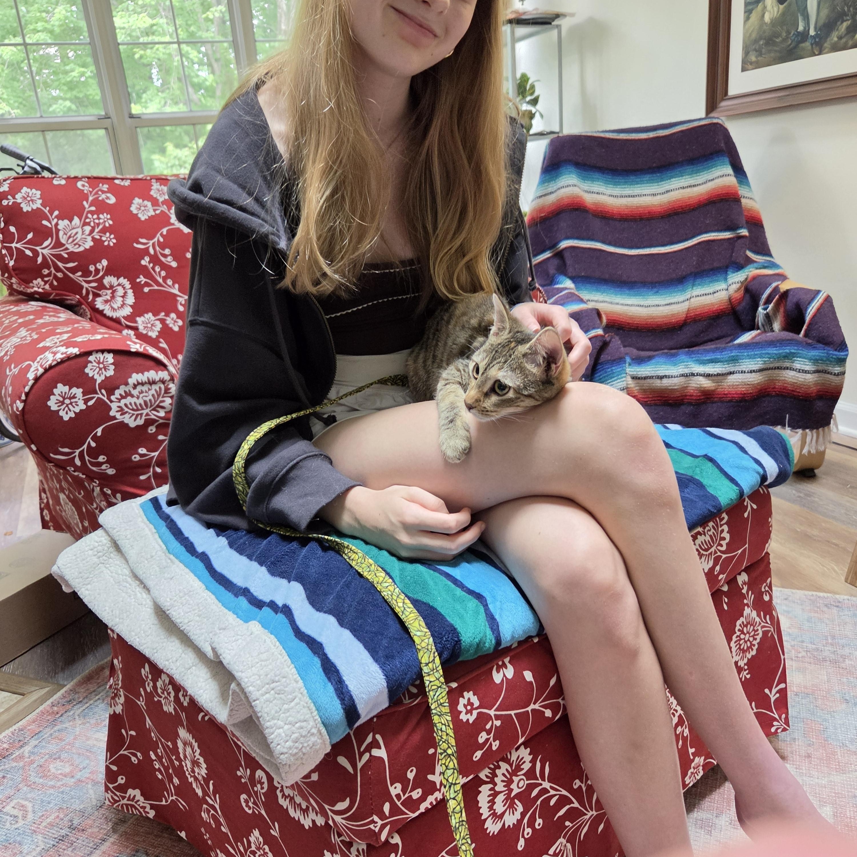 Enlarge Noodles -Kitten Cuteness, a ADOPTABLE Tabby in Arlington, VA image 6/6