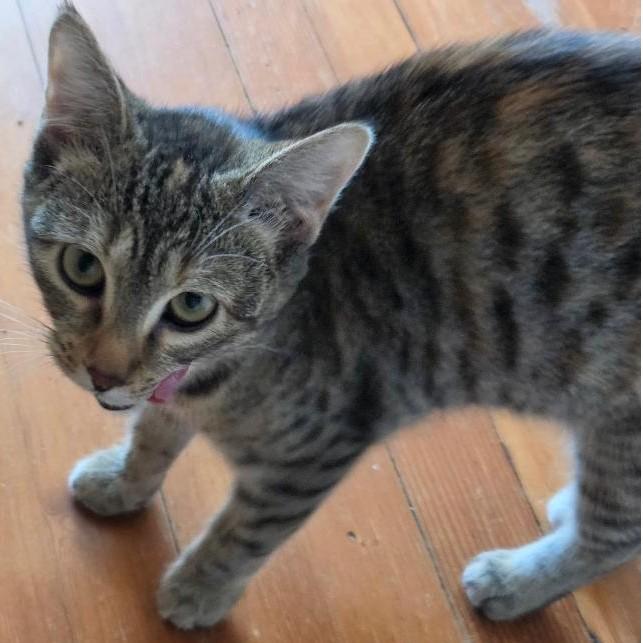 Noodles -New, a ADOPTABLE Tabby in Arlington, VA image 6/6