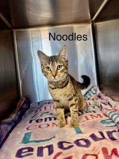 Noodles -New, a ADOPTABLE Tabby in Arlington, VA image 3/6