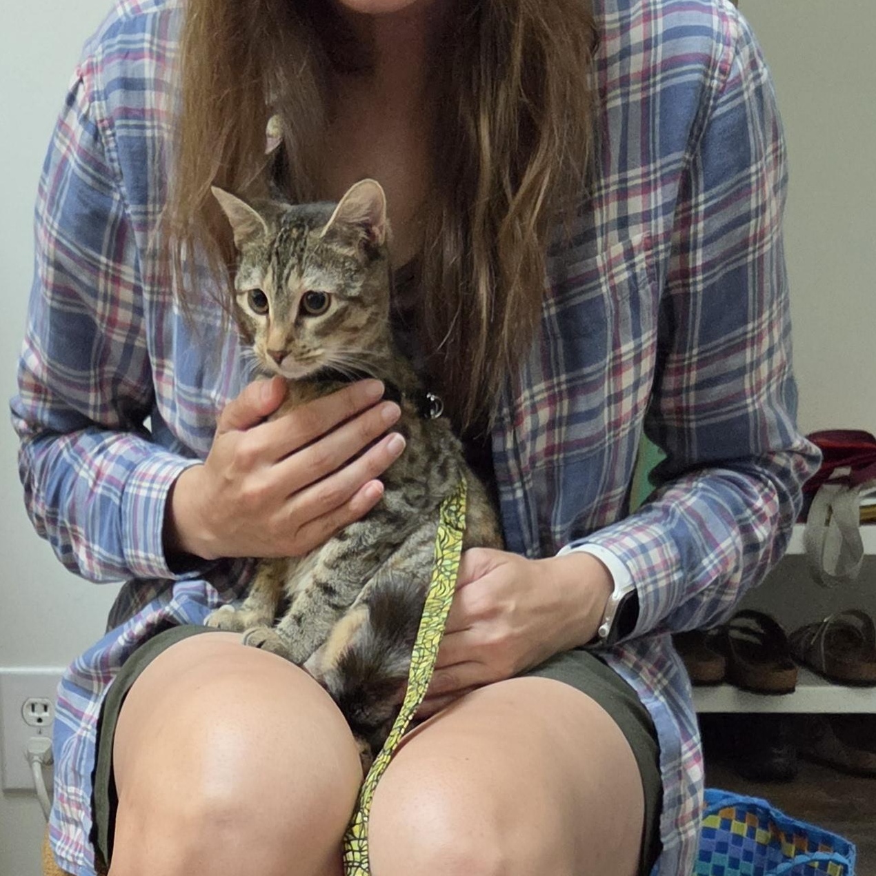 Enlarge Noodles -Kitten Cuteness, a ADOPTABLE Tabby in Arlington, VA image 5/6