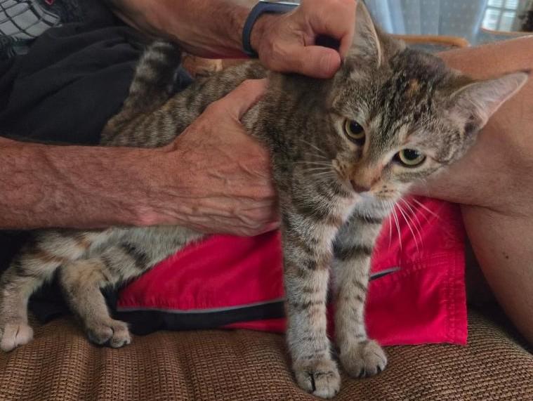 Noodles -New, a ADOPTABLE Tabby in Arlington, VA image 5/6