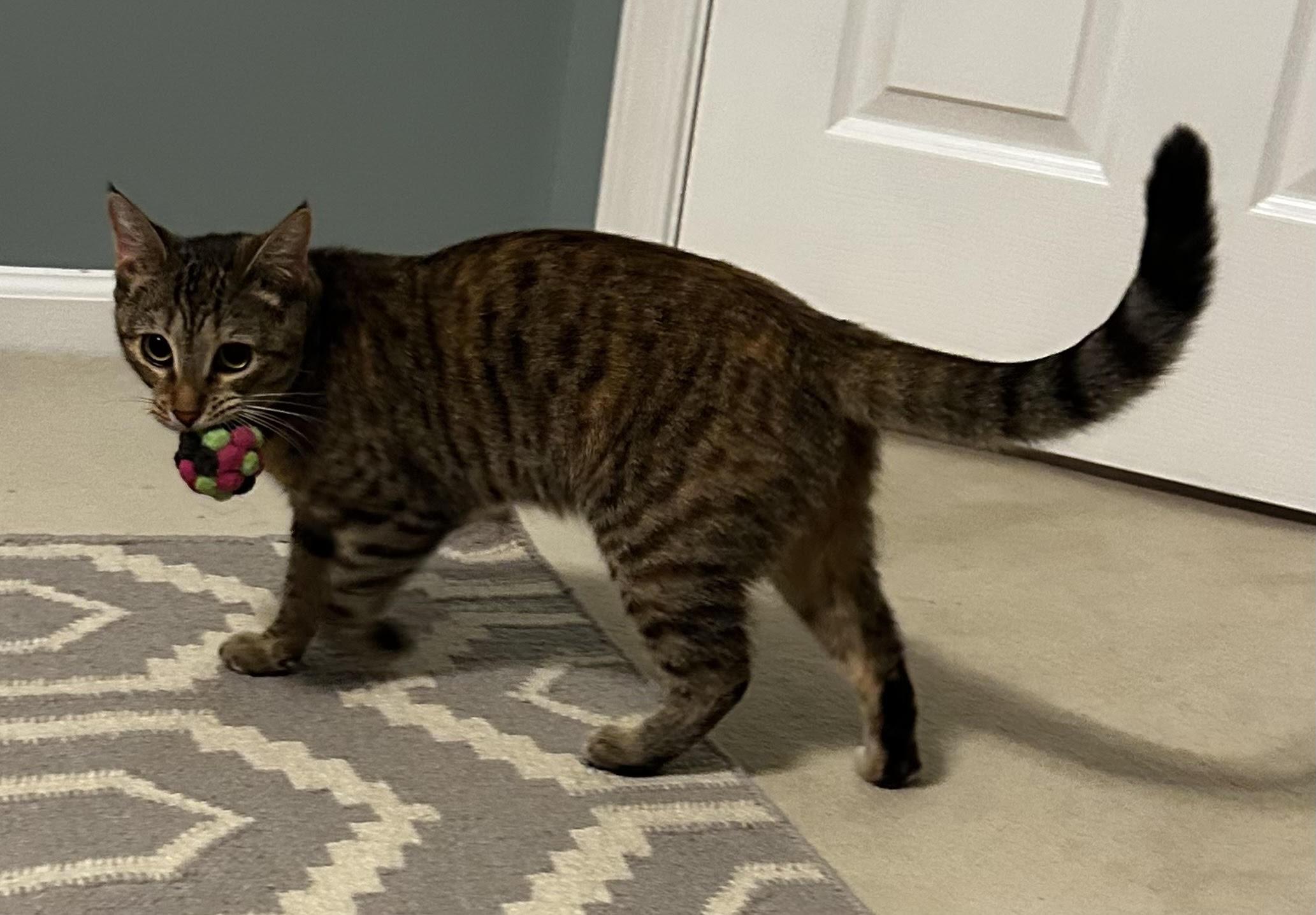 Enlarge Noodles -Kitten Cuteness, a Adopted Tabby in Arlington, VA image 6/6