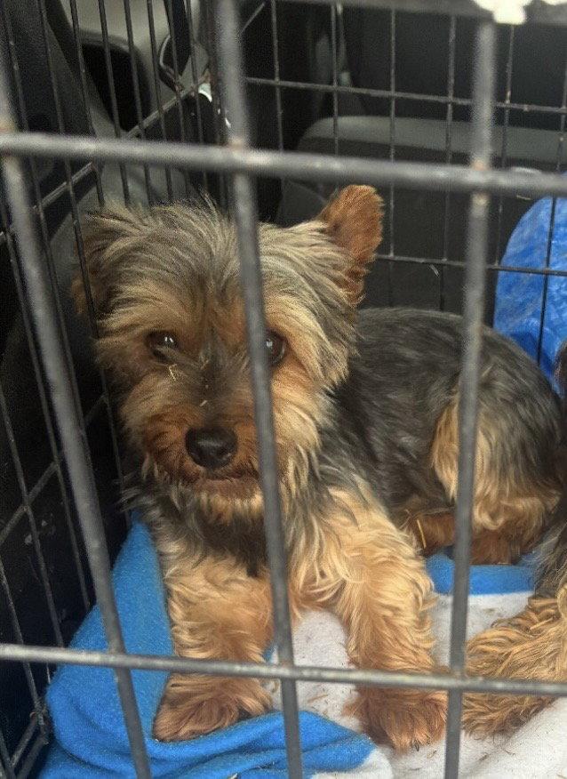 Ivy, ADOPTABLE, Adult Female Yorkshire Terrier.