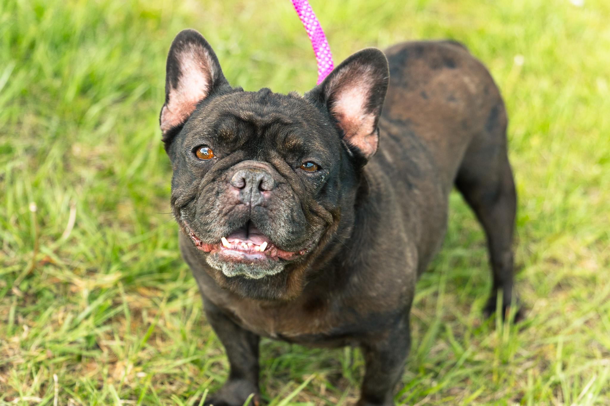 Valorie, Adult Female French Bulldog