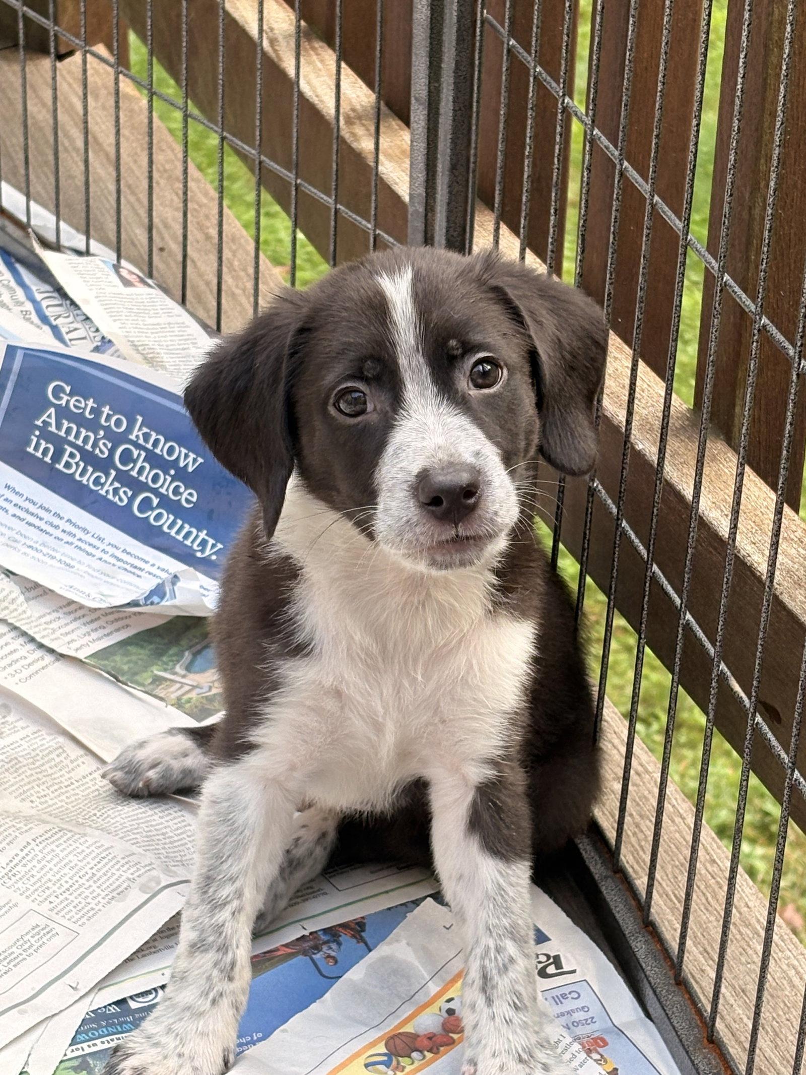 Enlarge Lennox, a Adopted mixed breed in Tarrytown, GA image 1/3